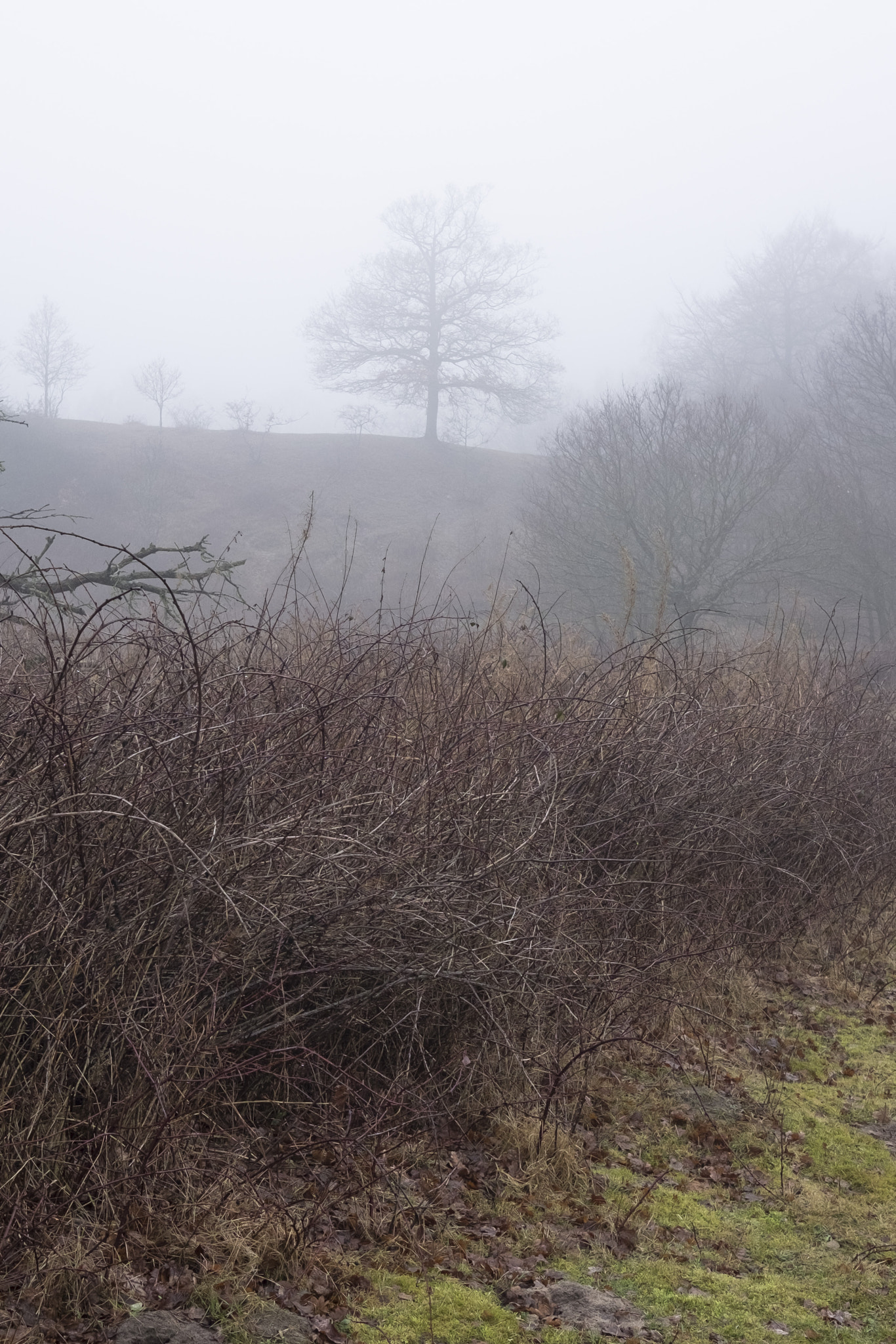 Fujifilm X-T10 + Fujifilm XF 27mm F2.8 sample photo. Mist photography