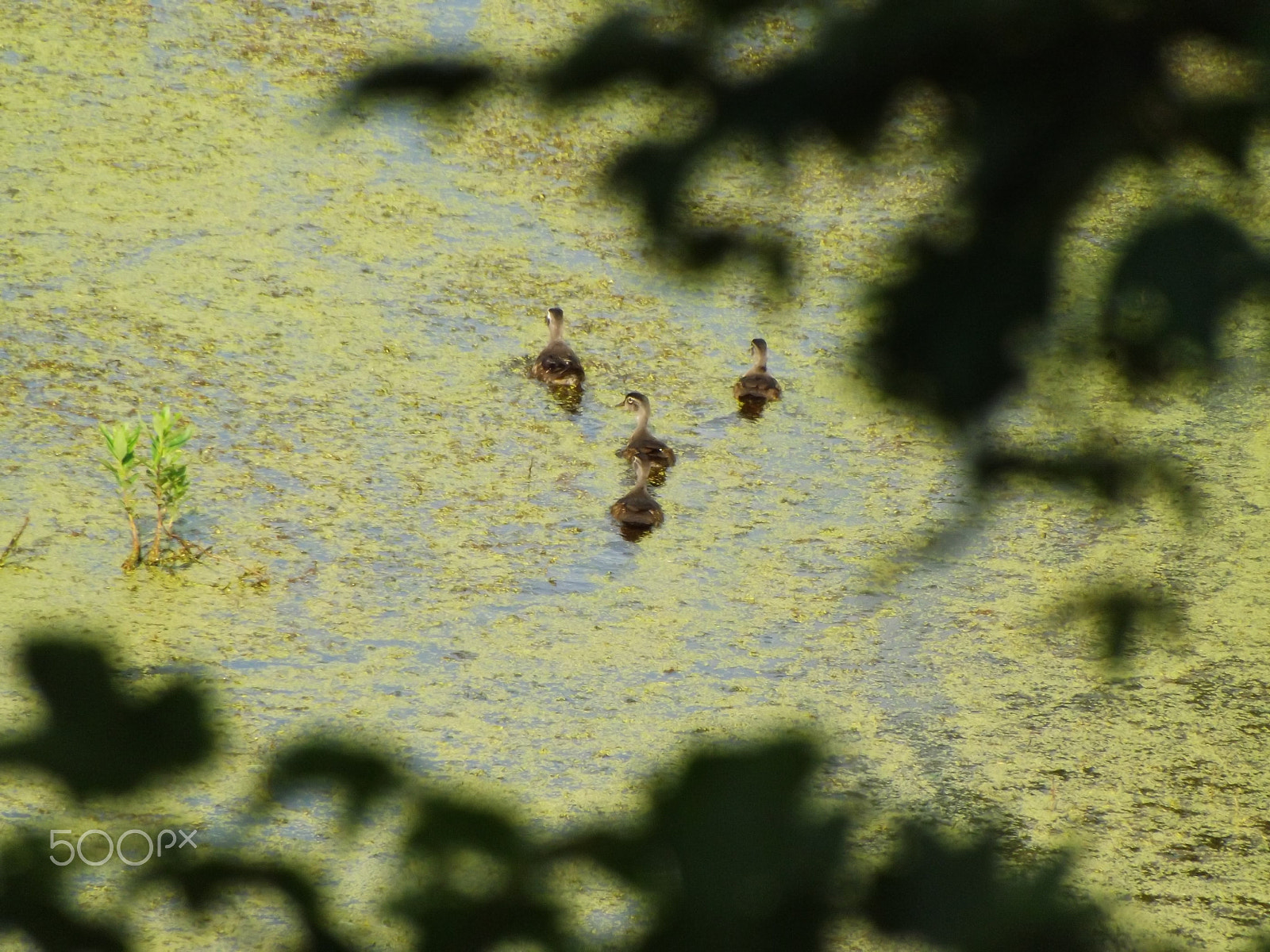 Fujifilm FinePix S4530 sample photo. Ducks photography