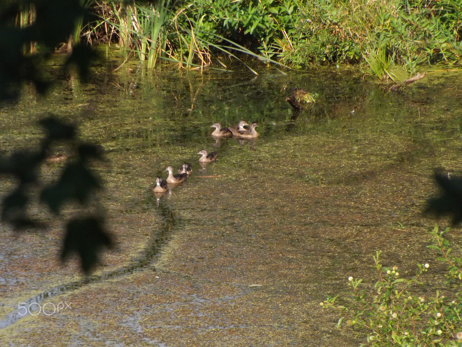 Fujifilm FinePix S4530 sample photo. Duck trail photography