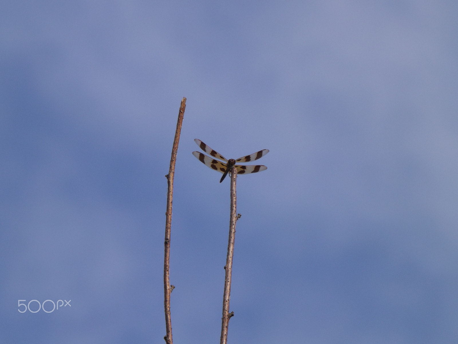 Fujifilm FinePix S4530 sample photo. Dragonfly photography