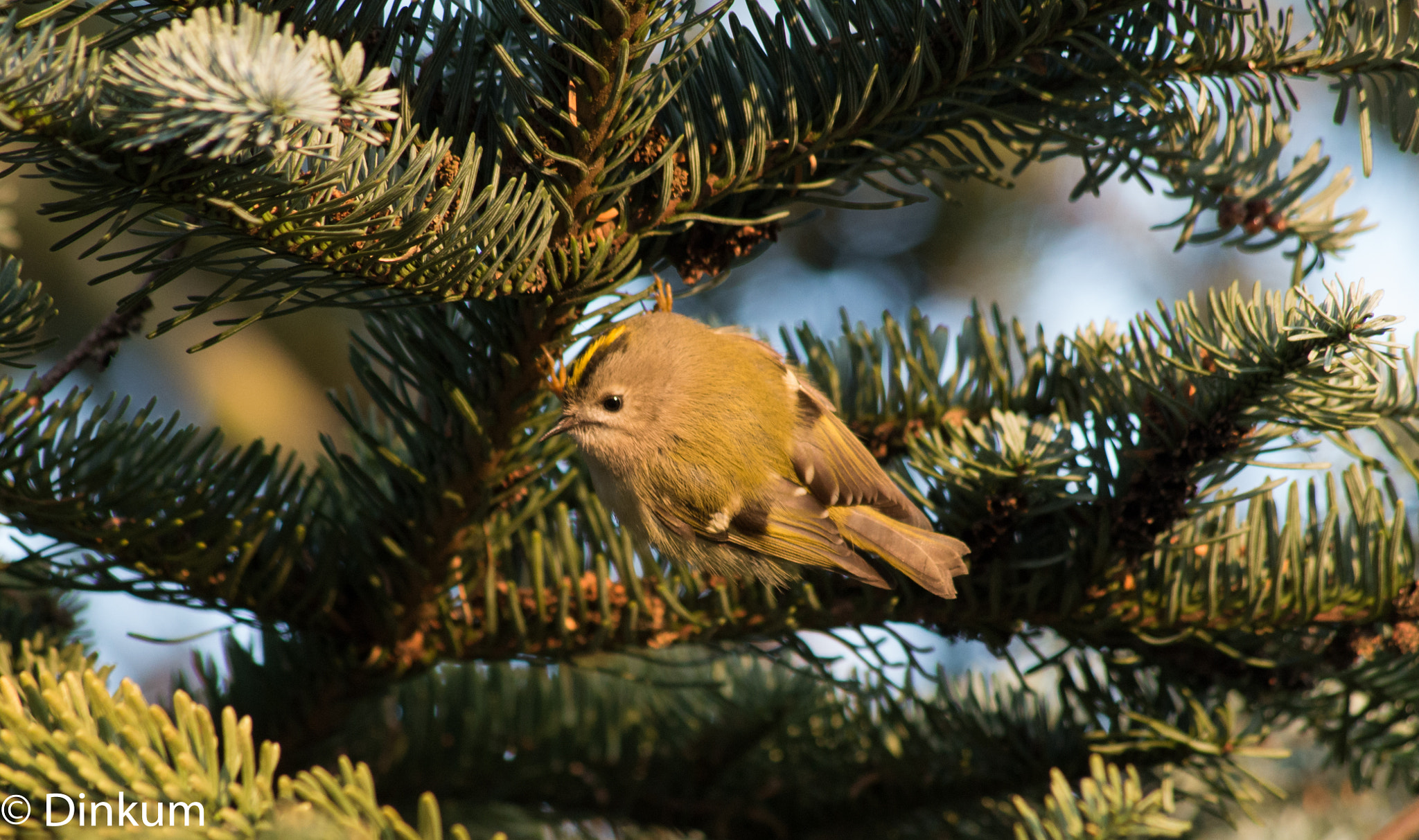 HD Pentax DA 55-300mm F4.0-5.8 ED WR sample photo. Regulus regulus femelle photography