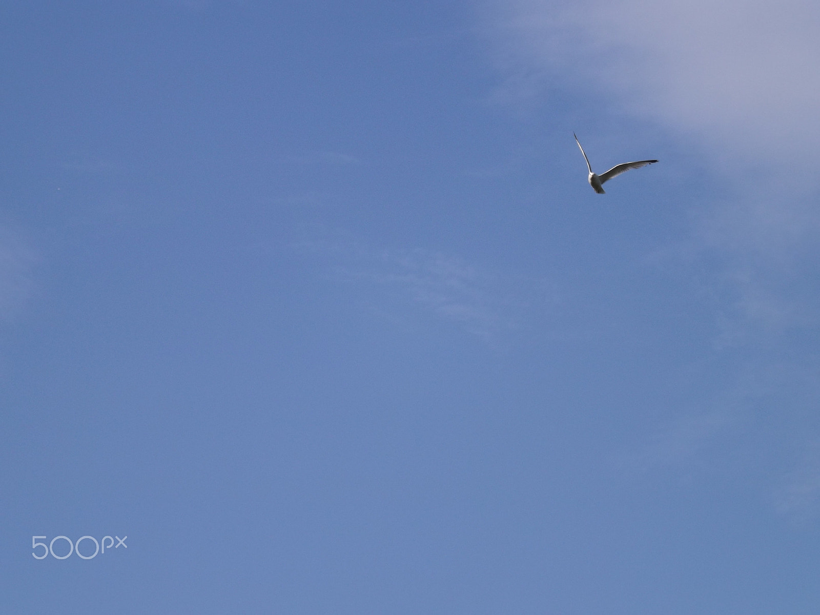 Fujifilm FinePix S4530 sample photo. Flying gull photography