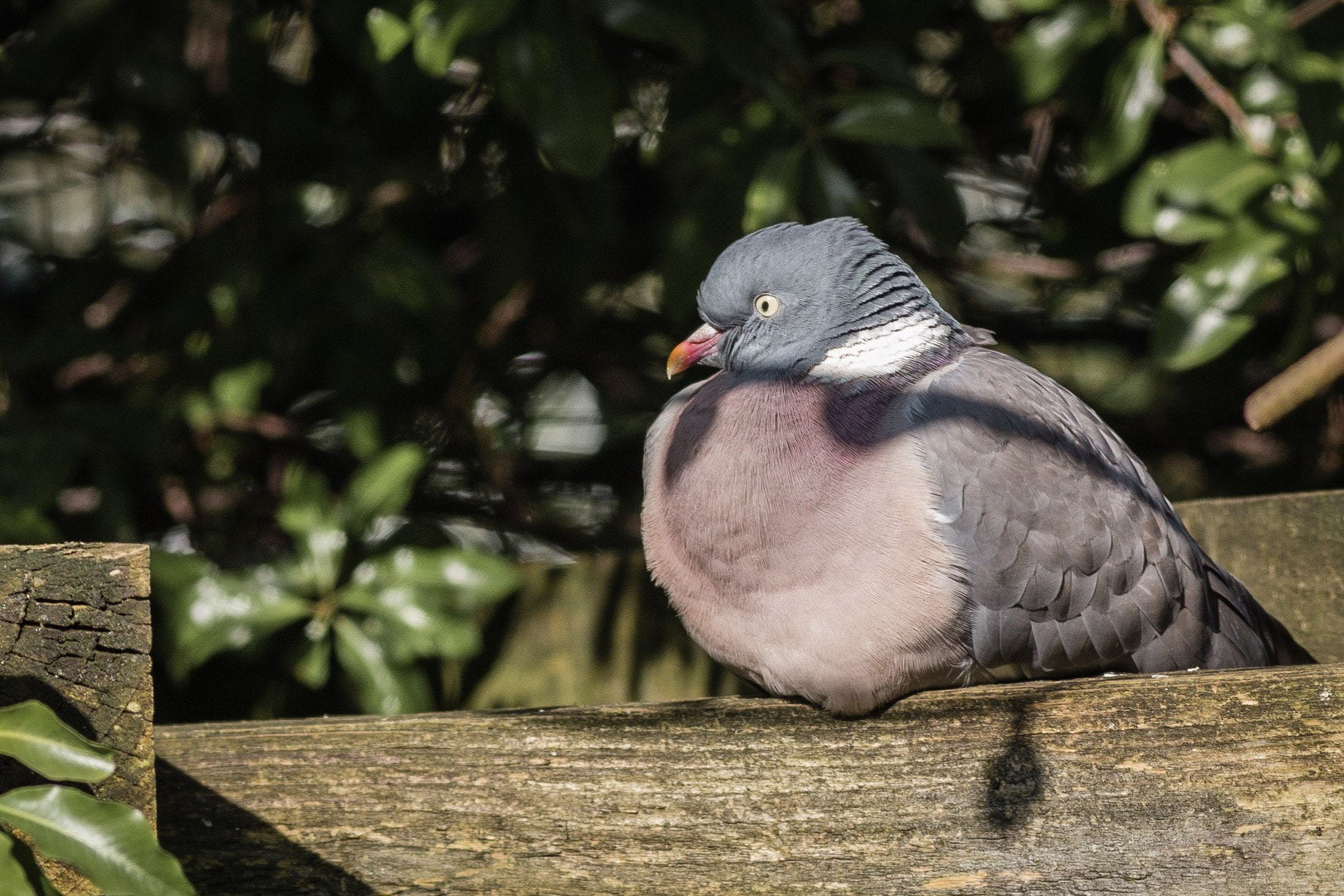 Canon EOS 70D + Canon EF 400mm F5.6L USM sample photo. Sunbathing wood pigeon photography