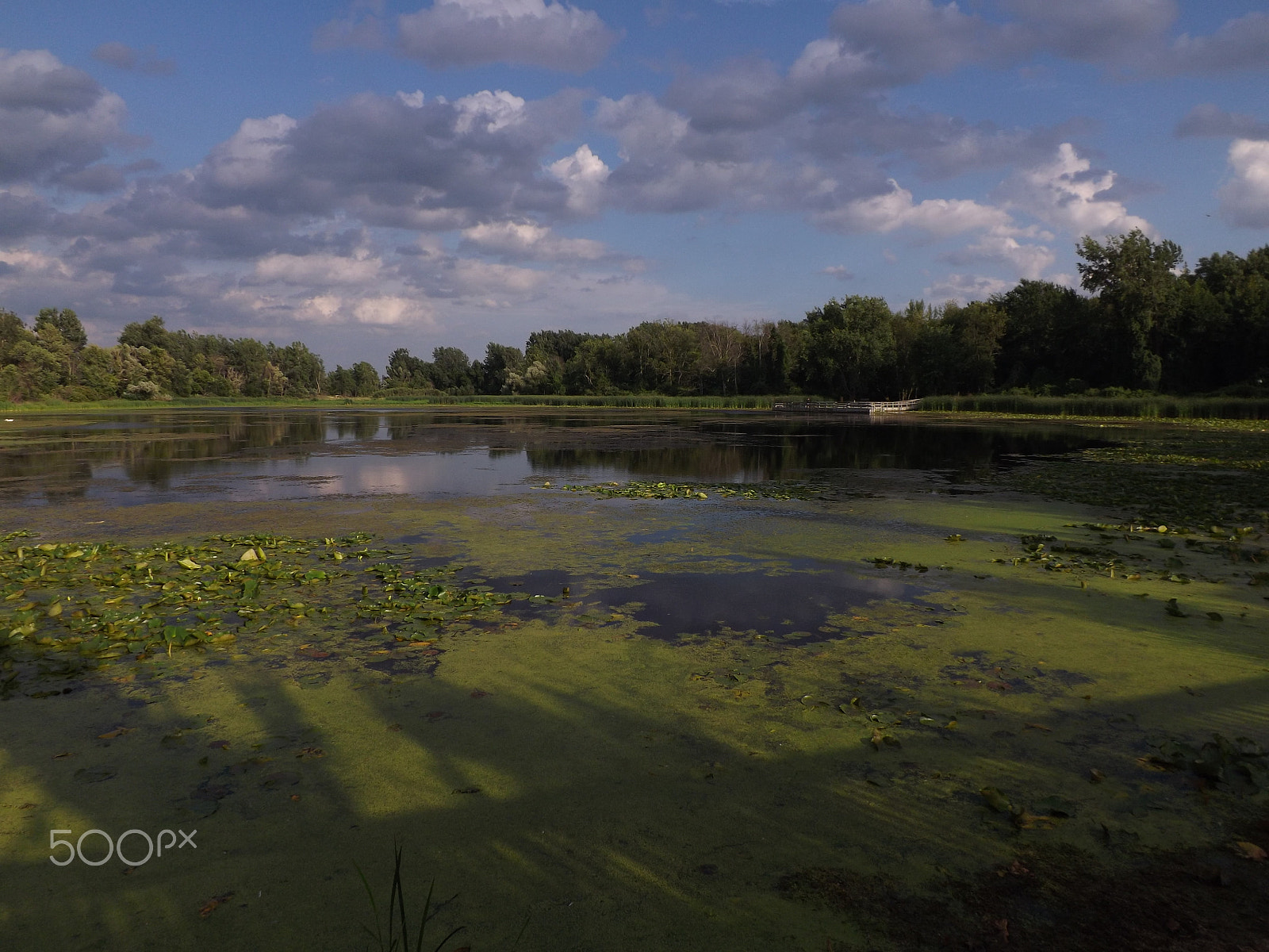 Fujifilm FinePix S4530 sample photo. Swamp at sunset photography