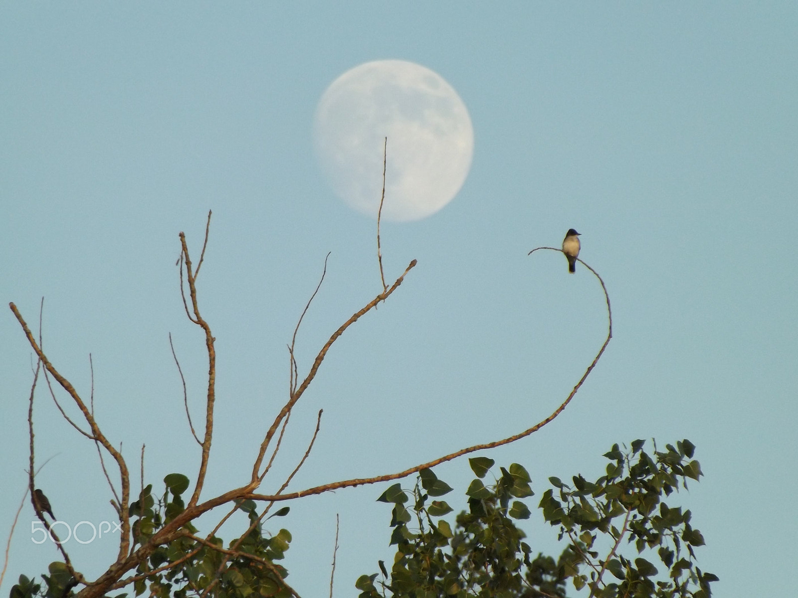 Fujifilm FinePix S4530 sample photo. Moon behind bird photography