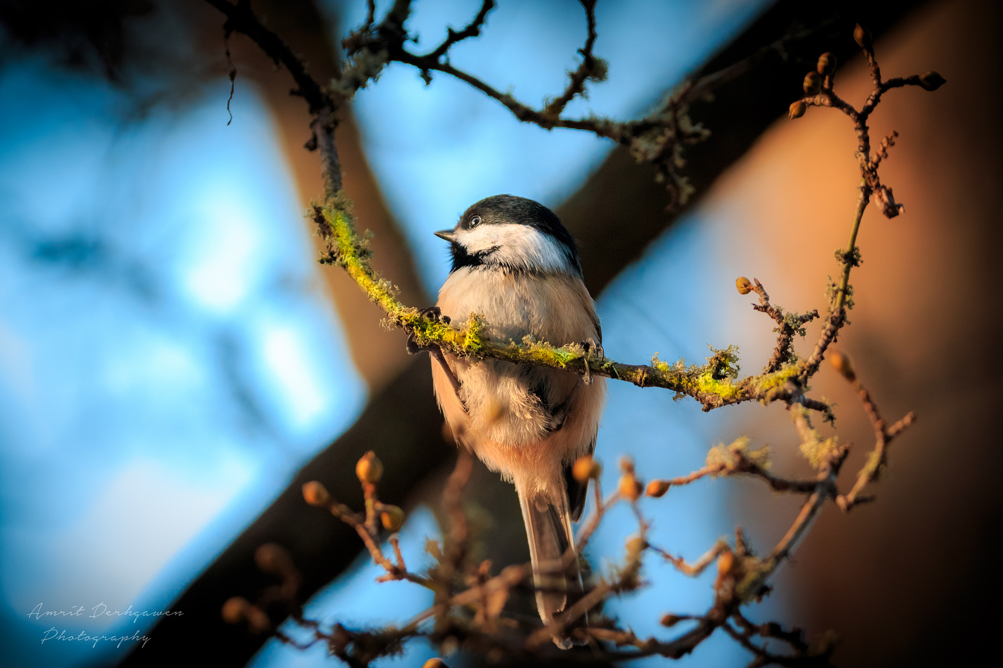 150-600mm F5-6.3 DG OS HSM | Contemporary 015 sample photo. Chickadee-dee photography