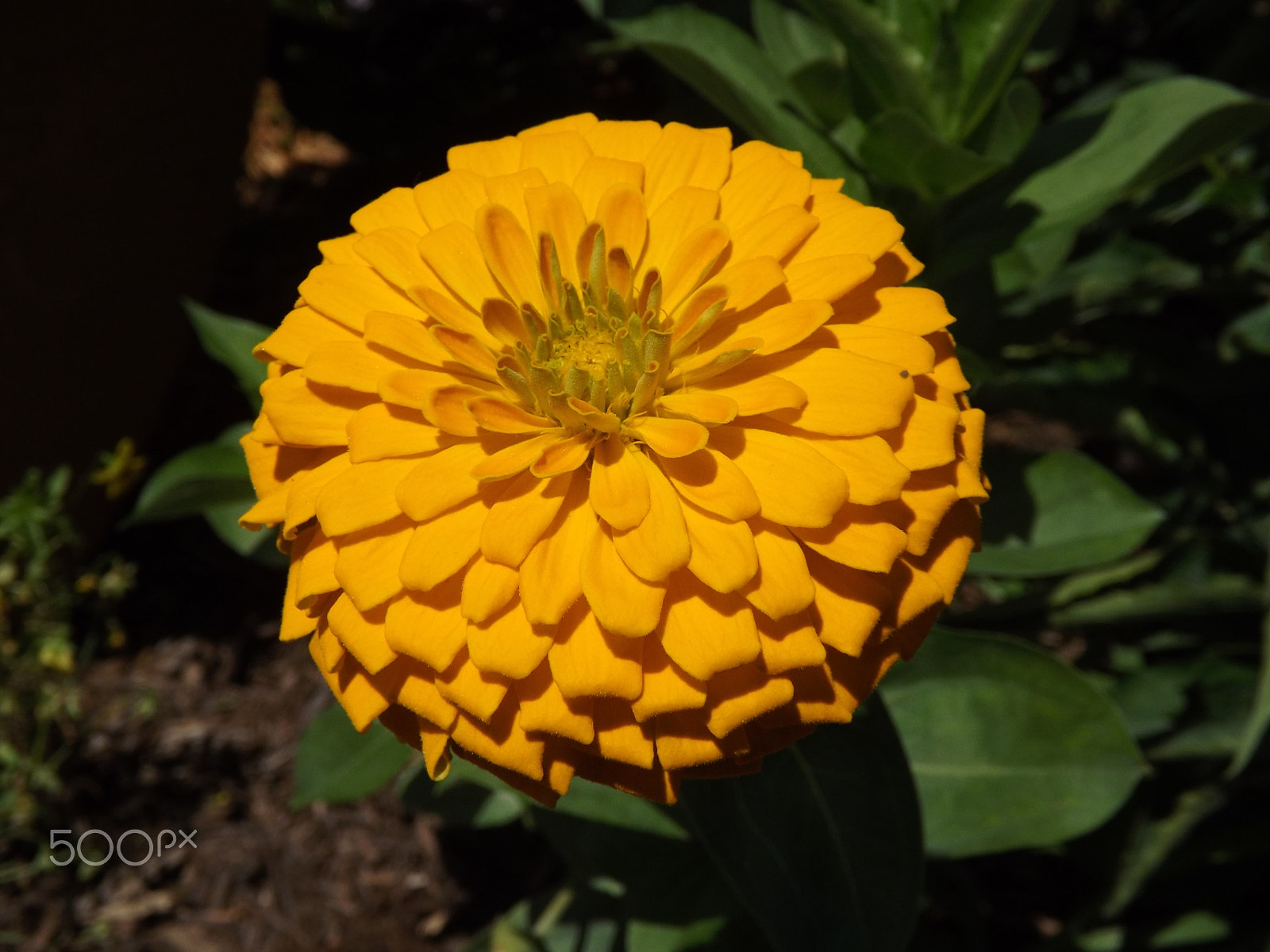 Fujifilm FinePix S4530 sample photo. Yellow zinnia photography