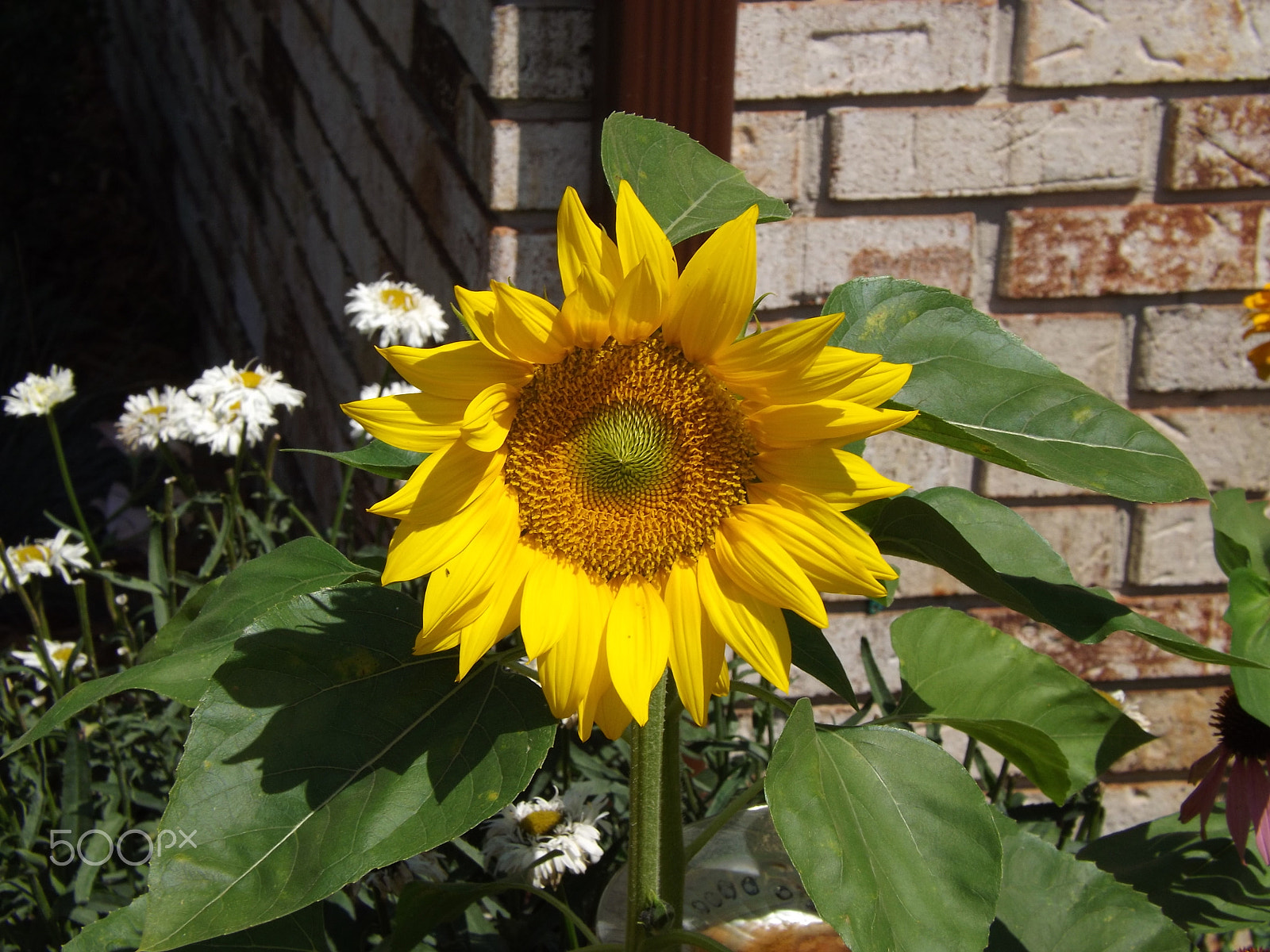 Fujifilm FinePix S4530 sample photo. Garden flowers photography