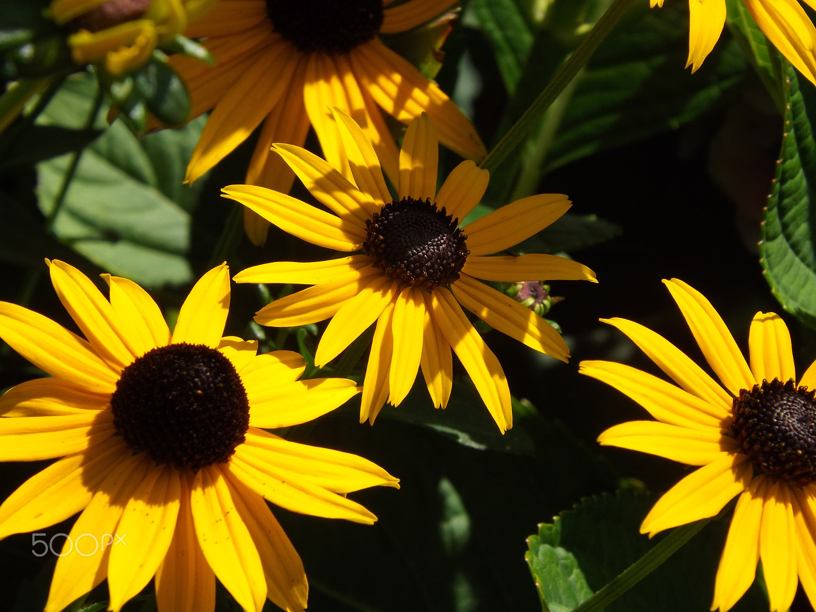 Fujifilm FinePix S4530 sample photo. Black-eyed susans photography