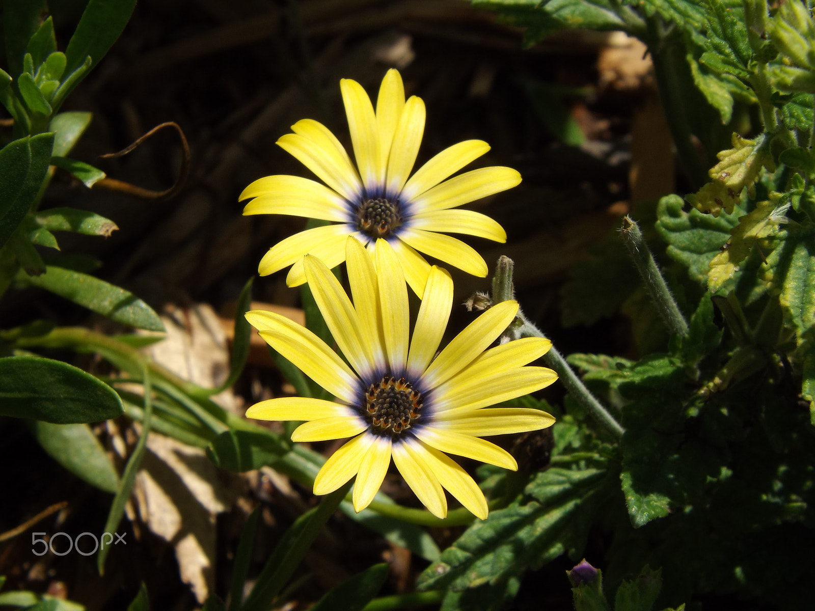 Fujifilm FinePix S4530 sample photo. Flowers photography