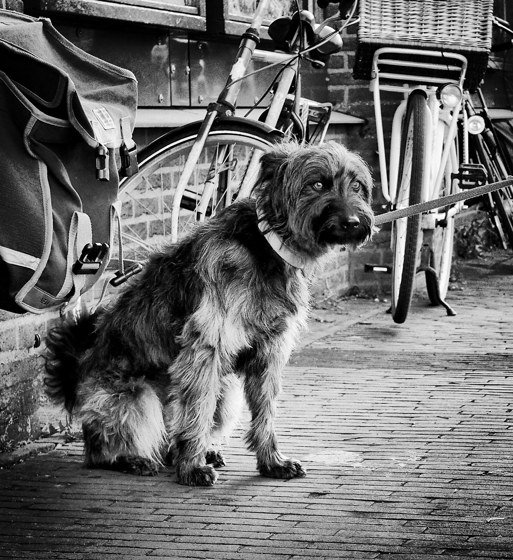 Olympus PEN-F + Olympus M.Zuiko Digital 25mm F1.8 sample photo. "streetdog" photography