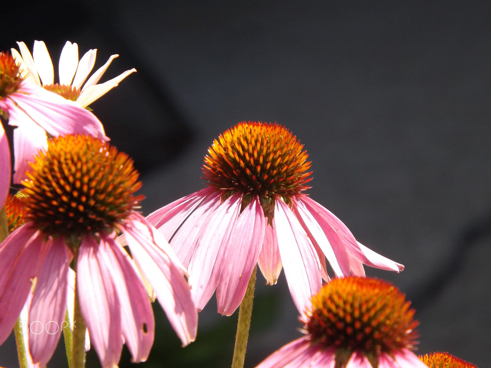 Fujifilm FinePix S4530 sample photo. Coneflowers photography