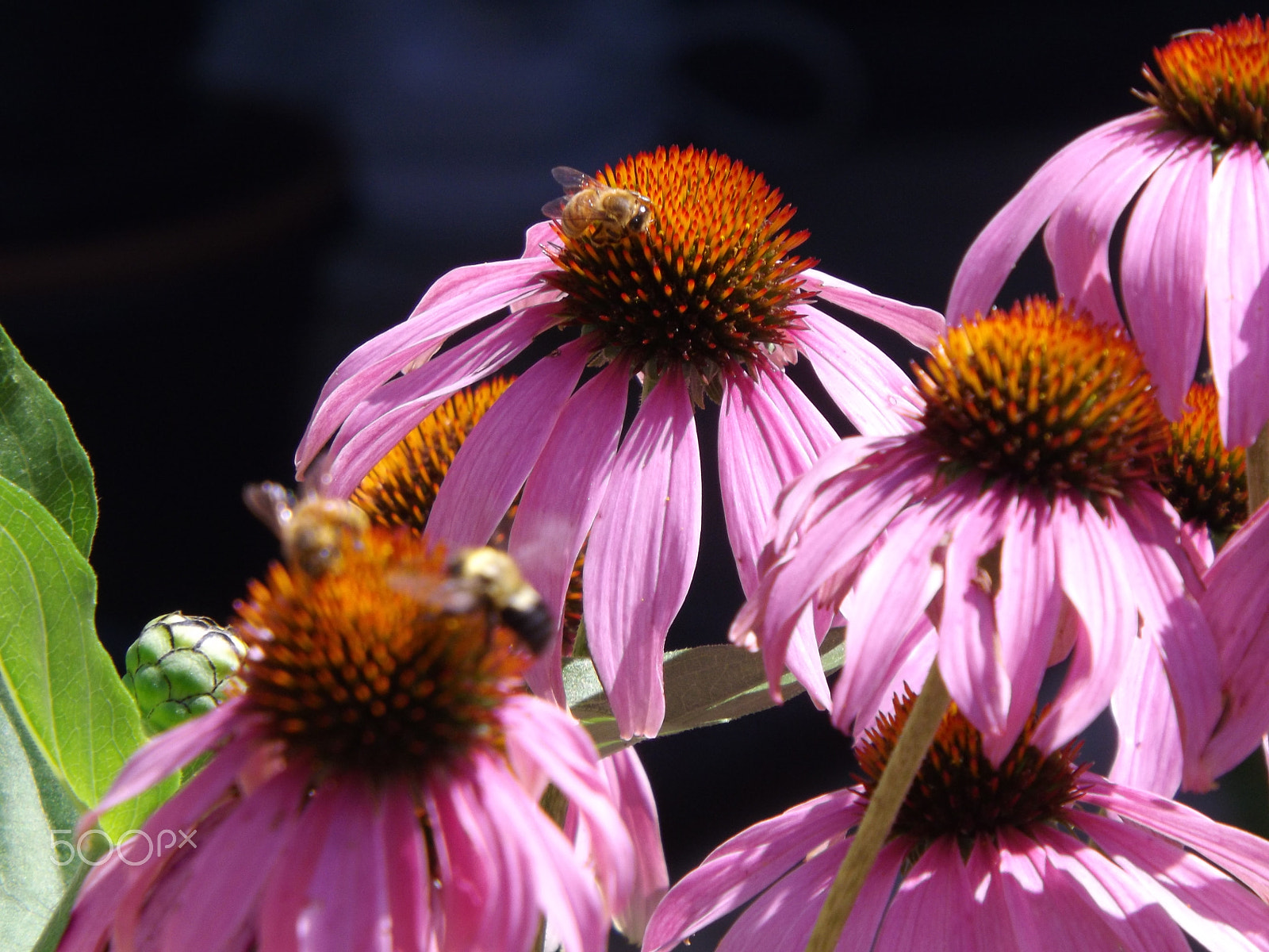 Fujifilm FinePix S4530 sample photo. Coneflowers and bees photography