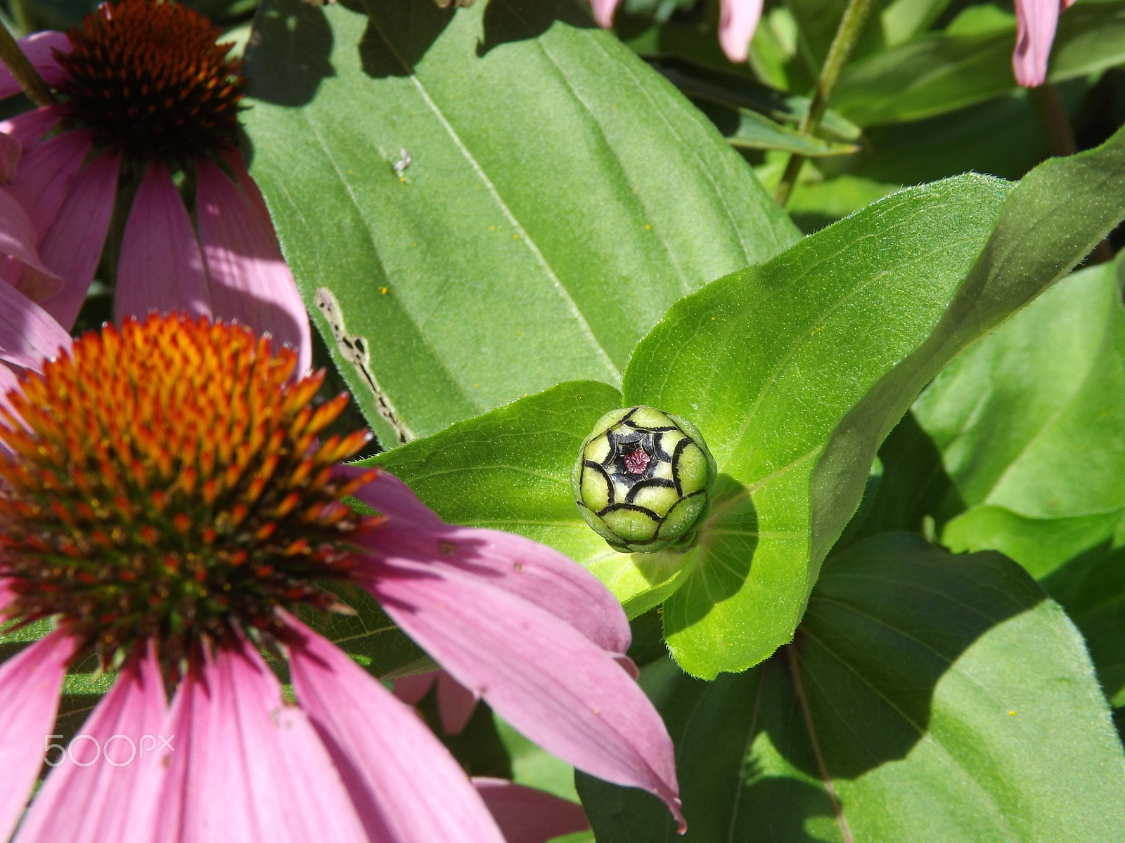 Fujifilm FinePix S4530 sample photo. Coneflower closed bud photography