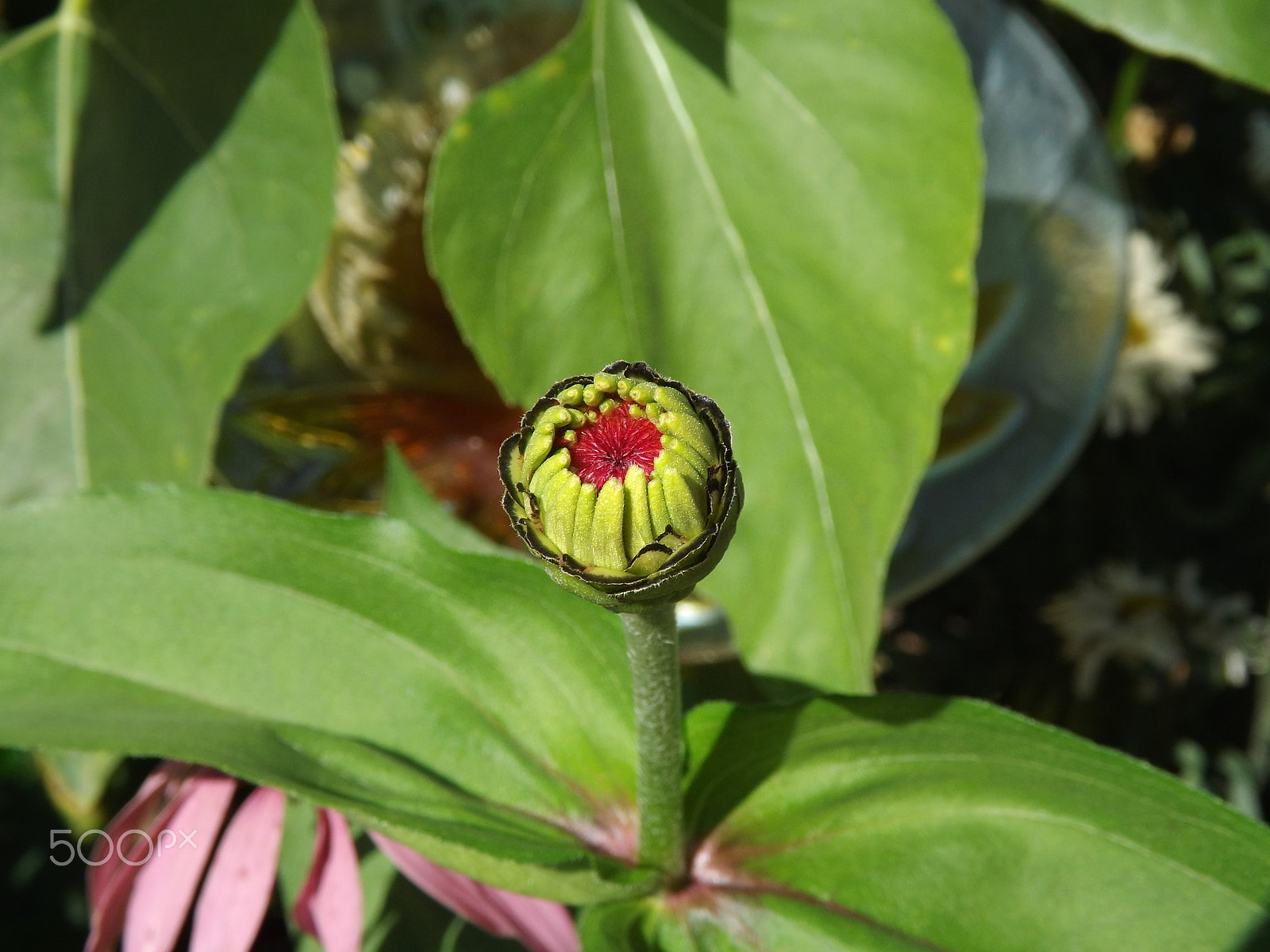 Fujifilm FinePix S4530 sample photo. Coneflower bud photography