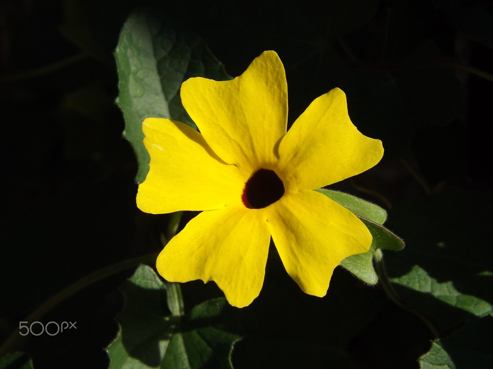 Fujifilm FinePix S4530 sample photo. Garden flower photography