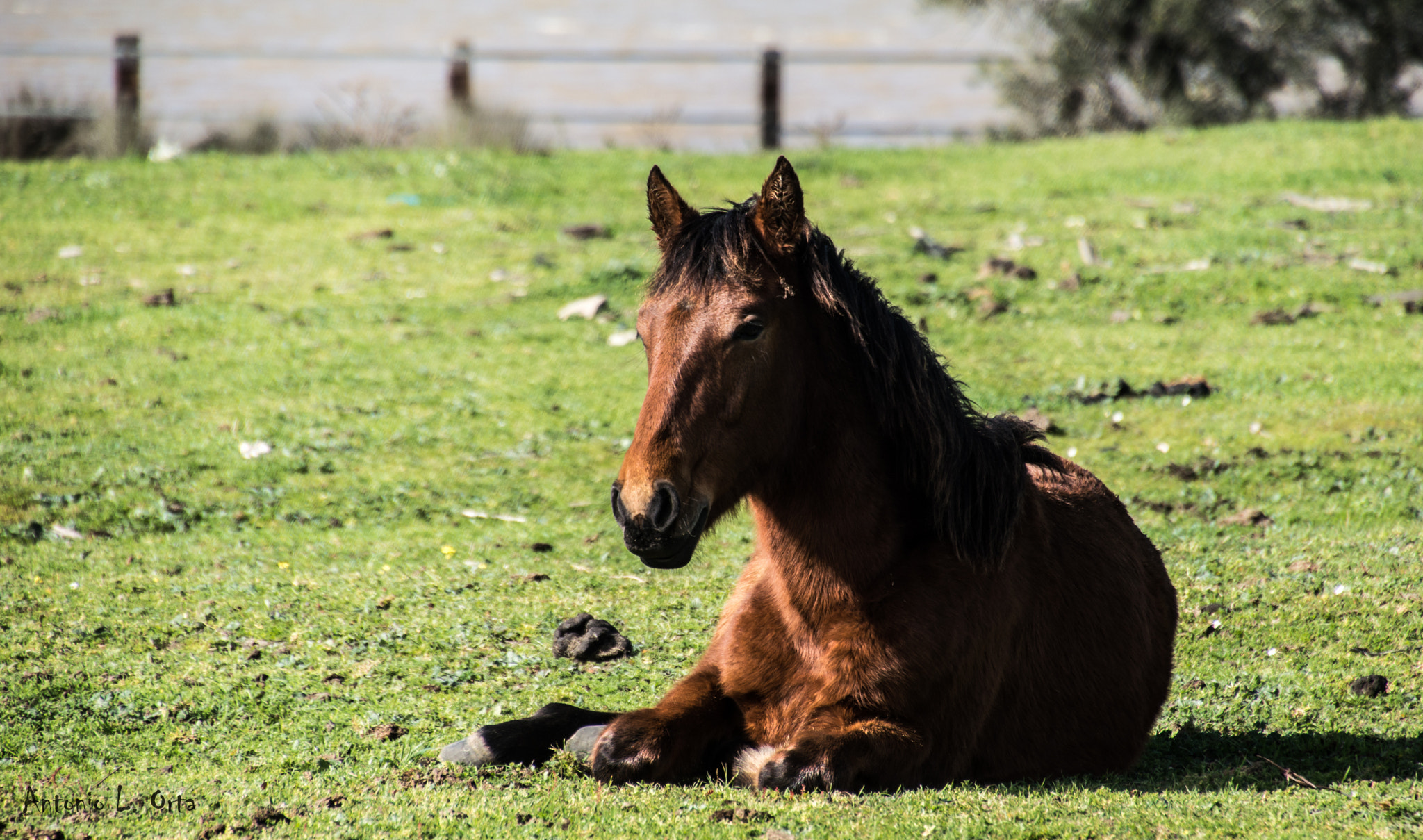 Nikon D3200 sample photo. Directo a la siesta photography