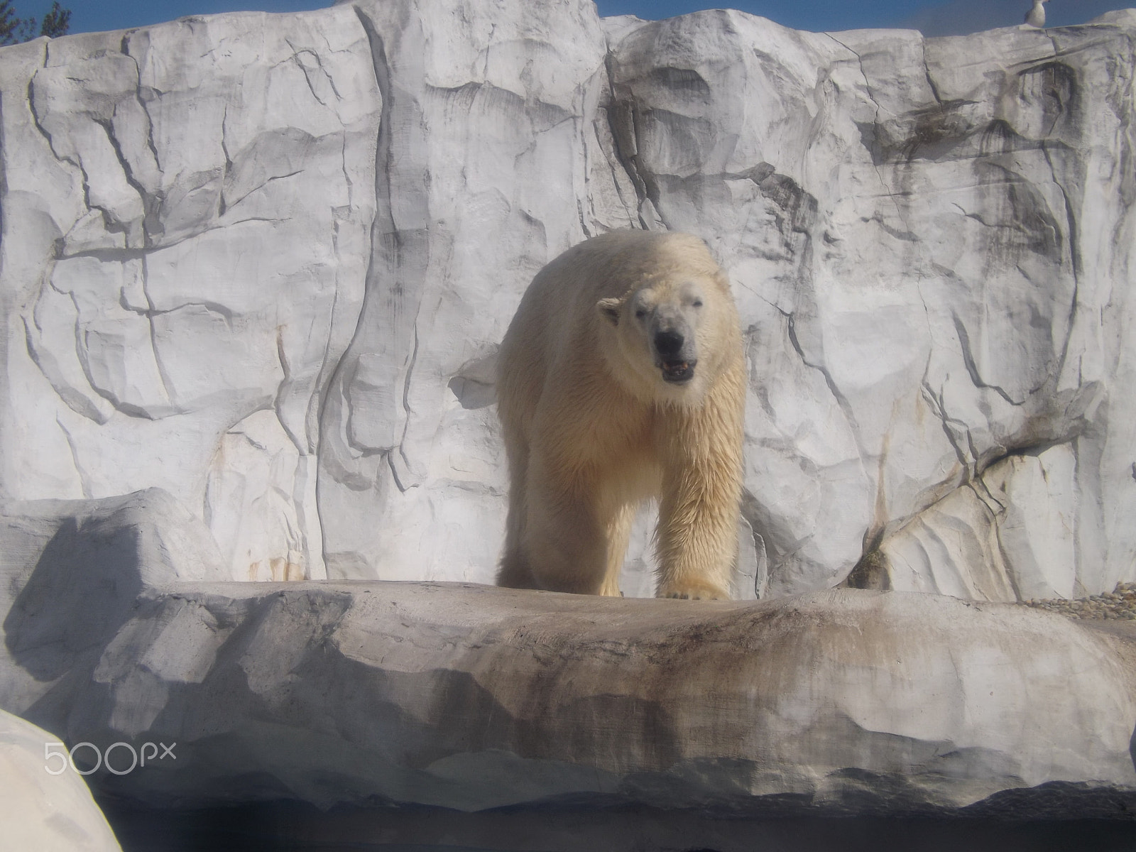 Fujifilm FinePix S4530 sample photo. Polar bear photography