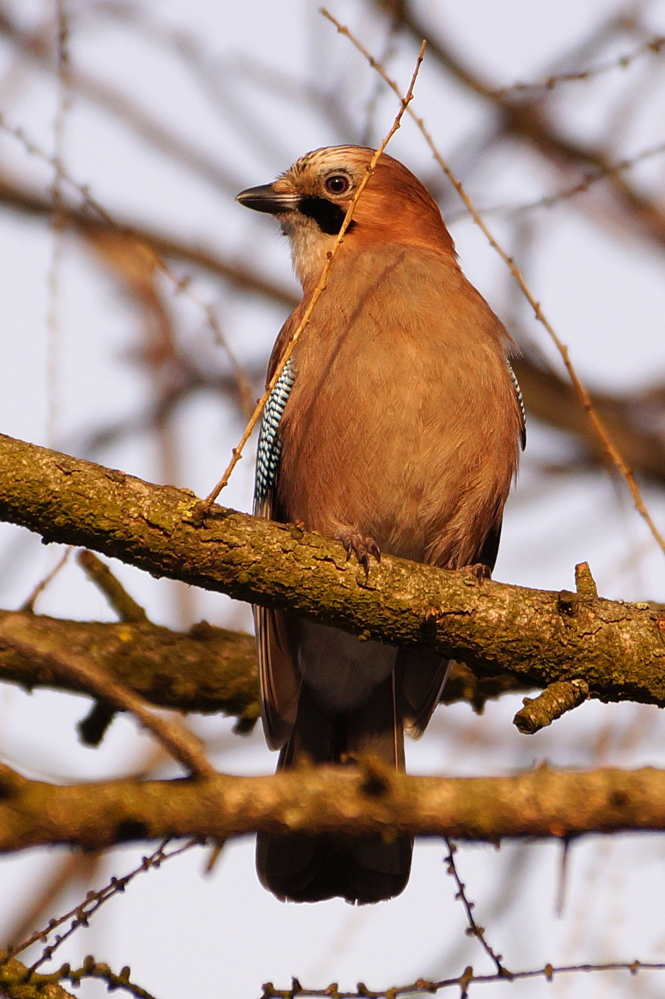 Sony DT 55-300mm F4.5-5.6 SAM sample photo. Sójka (garrulus glandarius) photography