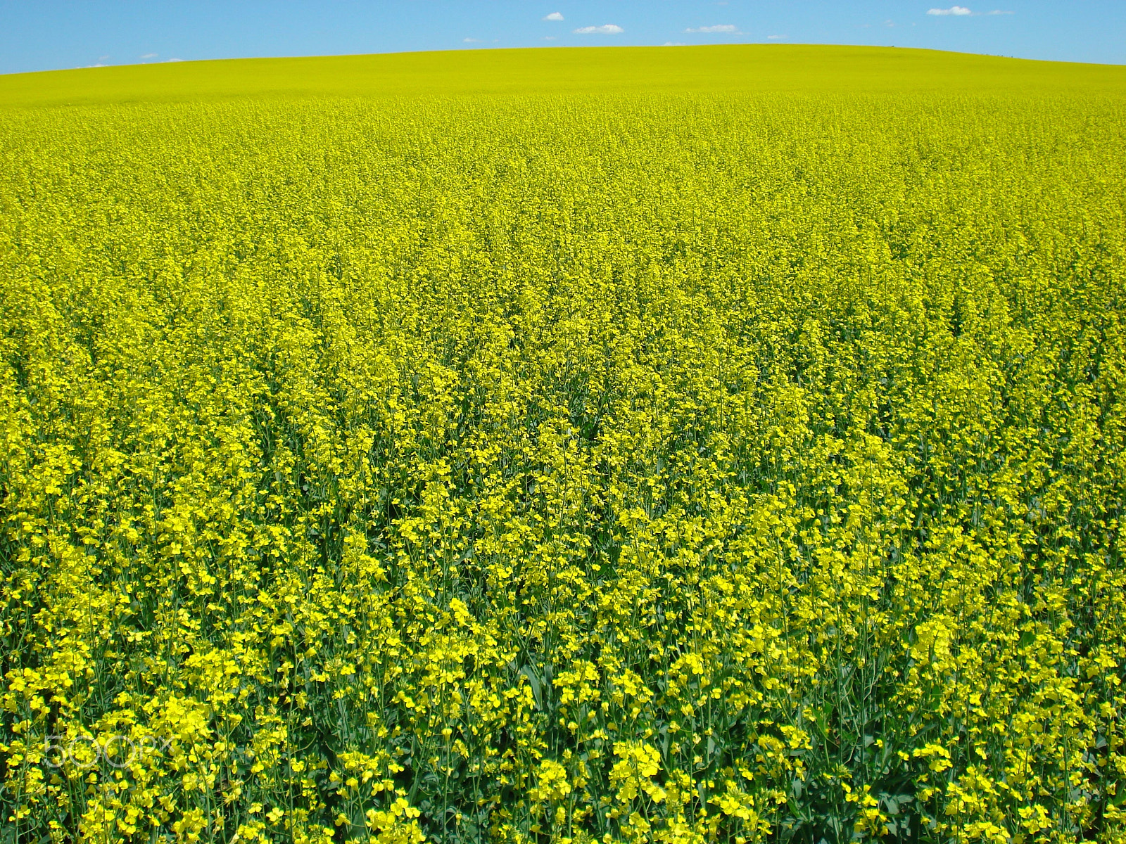 Sony DSC-W35 sample photo. Welcome to planet yellow - unimaginable sea of yellow photography