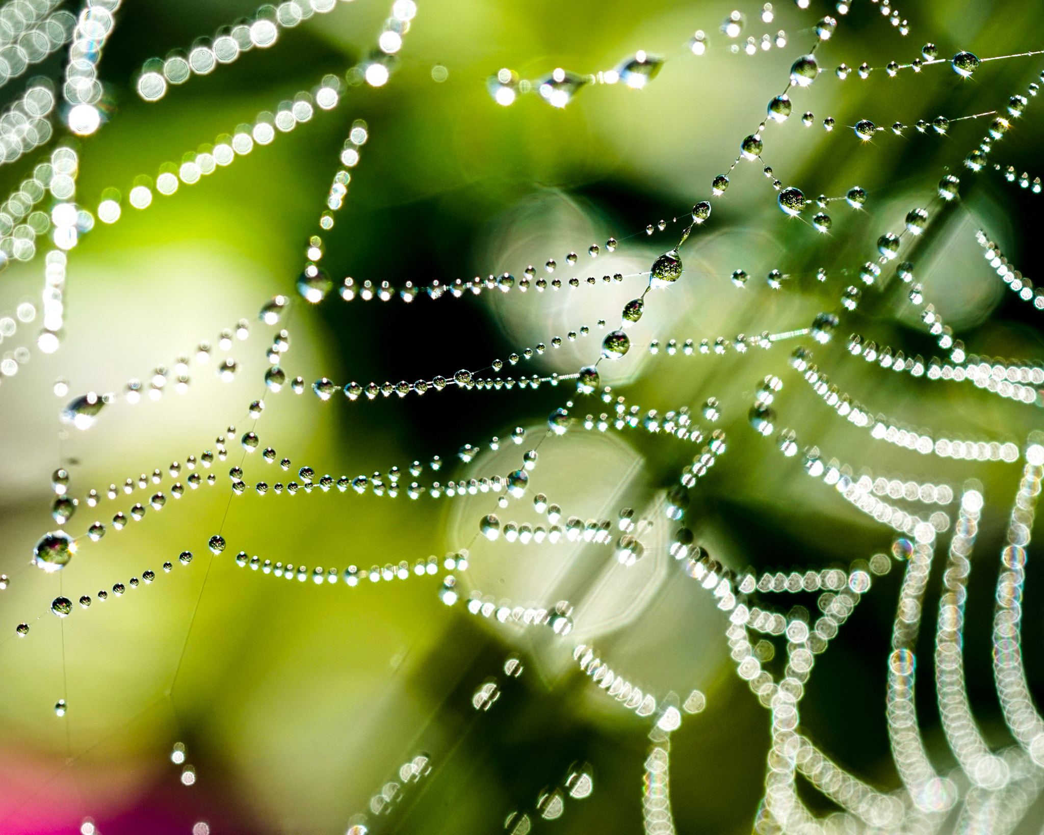 Sony a7R + Sony FE 90mm F2.8 Macro G OSS sample photo. Spiderweb after rain photography