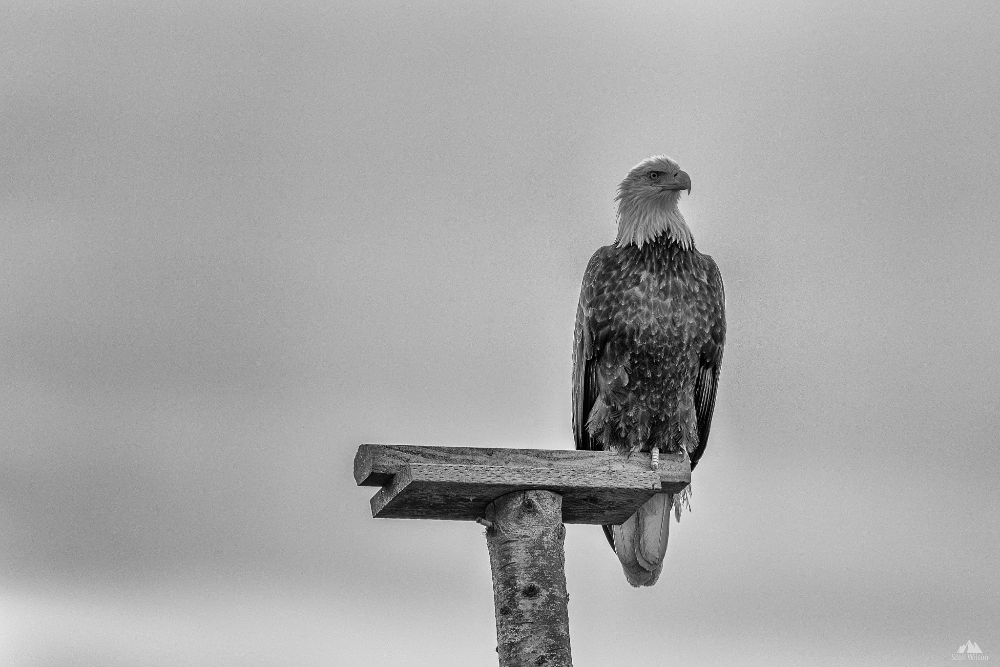 Sigma 150-600mm F5-6.3 DG OS HSM | C sample photo. Majestic photography