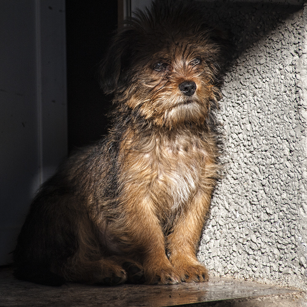 Nikon D700 sample photo. 165 photography