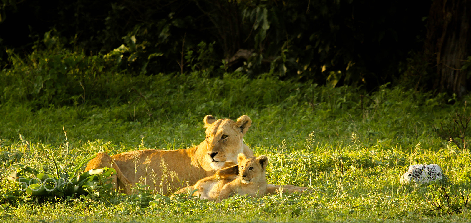 Canon EOS 550D (EOS Rebel T2i / EOS Kiss X4) sample photo. Lioness & the cub photography
