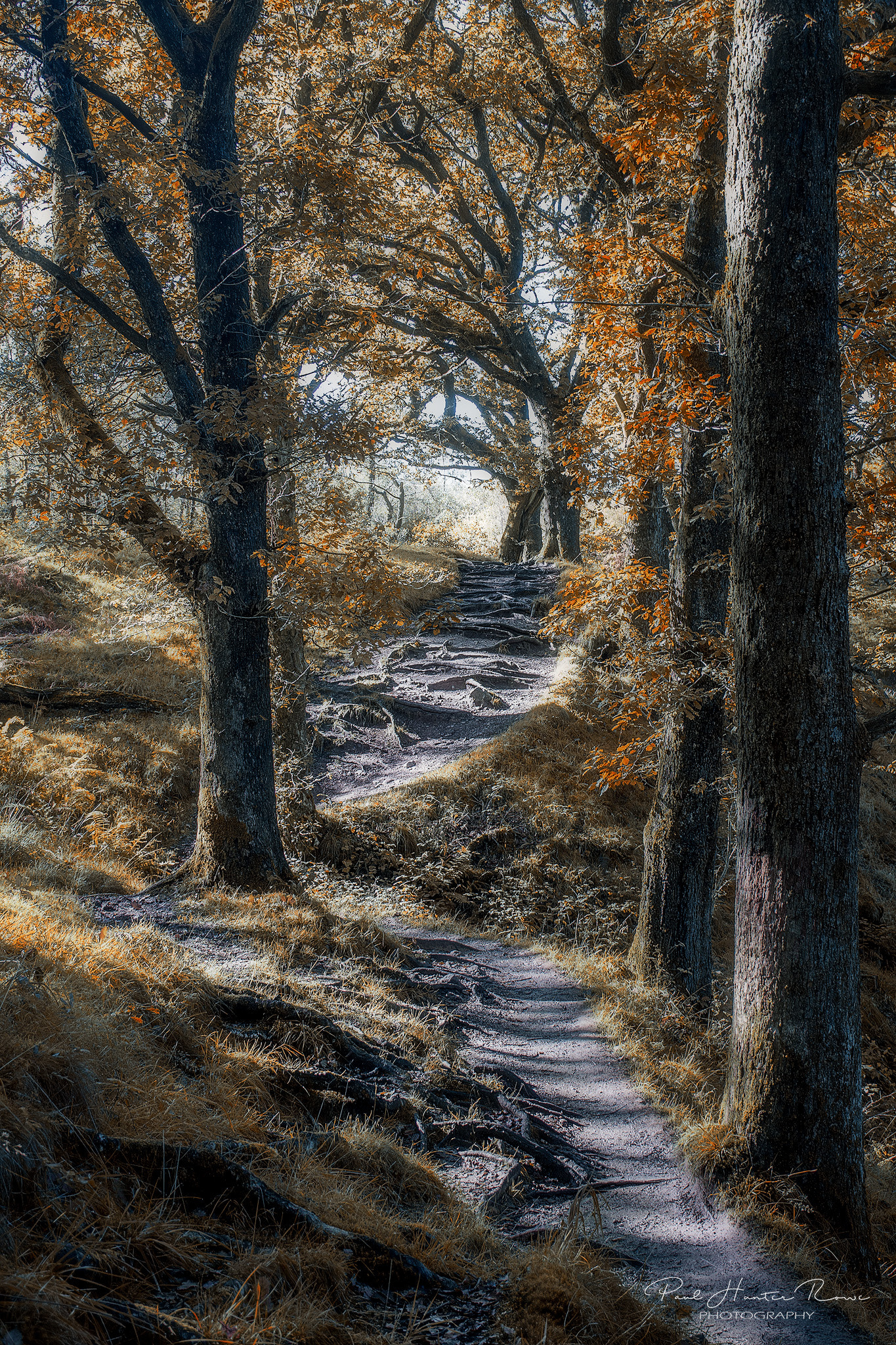 Nikon D500 sample photo. Autumn path  photography