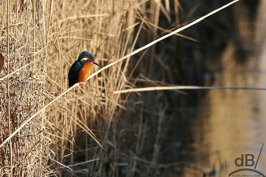 150-600mm F5-6.3 DG OS HSM | Contemporary 015 sample photo. The fisher king photography