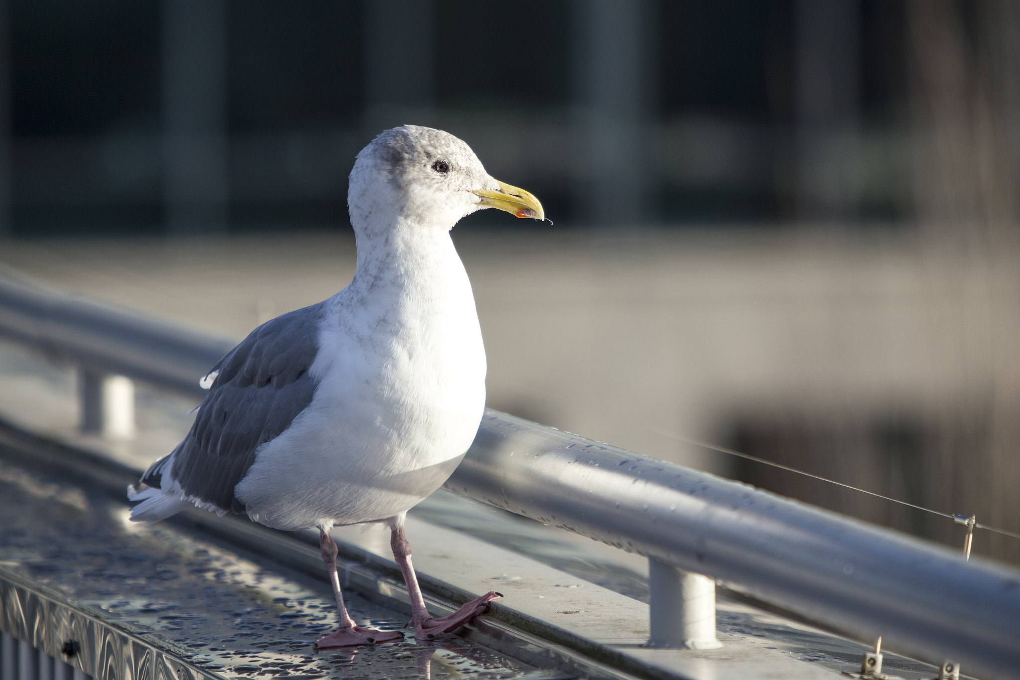 Canon EF 70-200mm F2.8L USM sample photo. Seagull photography