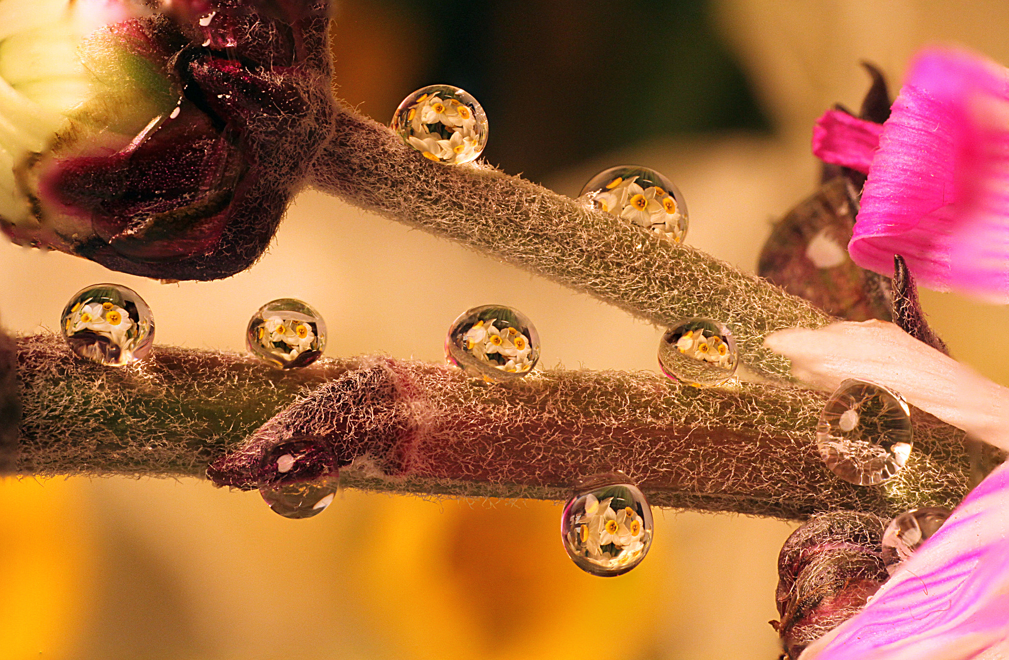Canon EOS 7D + Sigma 105mm F2.8 EX DG OS HSM sample photo. Flower drops photography