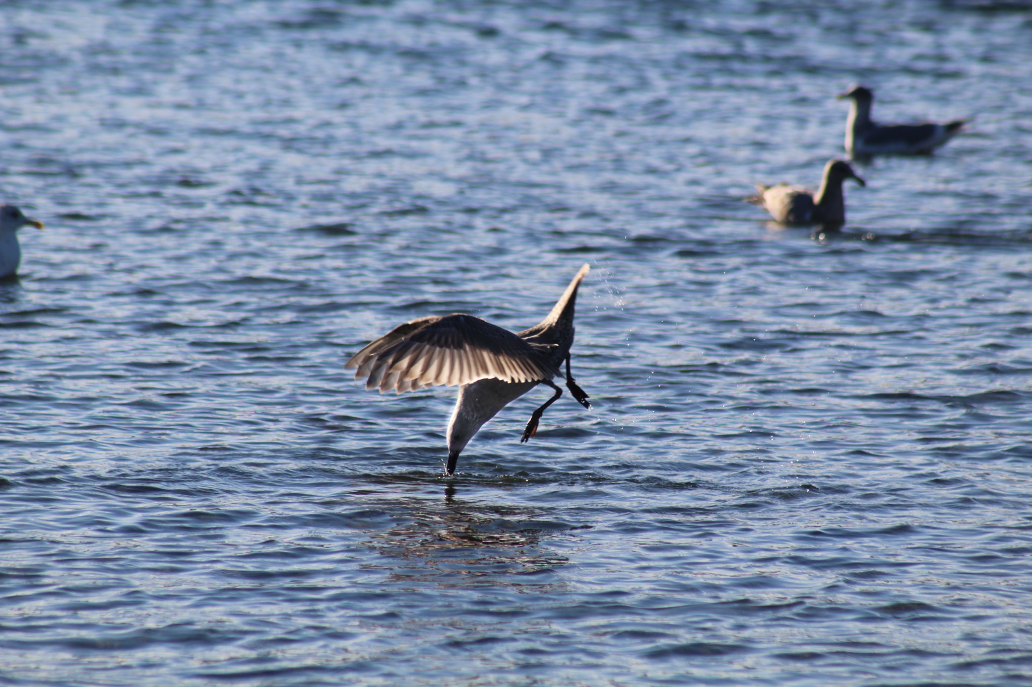 Canon EF 75-300mm f/4-5.6 USM sample photo. Water dance photography