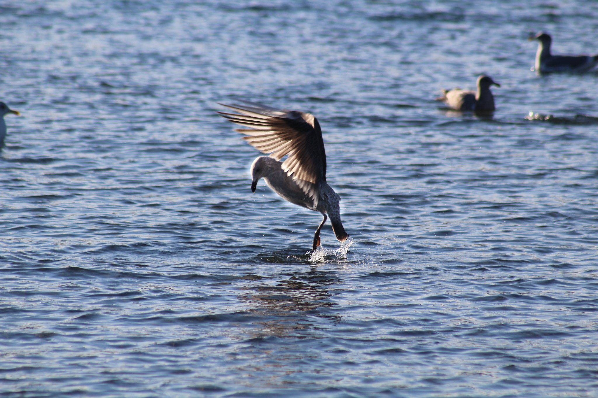 Canon EF 75-300mm f/4-5.6 USM sample photo. Water dance photography