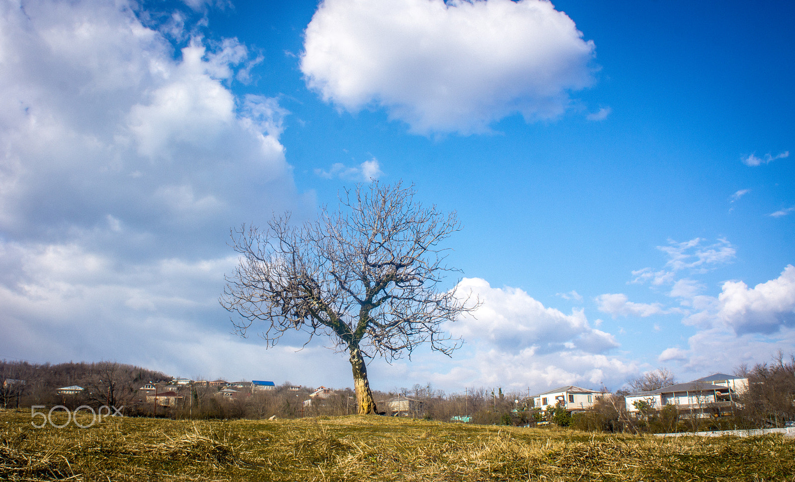 Sony Alpha NEX-7 + Sony E 18-55mm F3.5-5.6 OSS sample photo. Tree photography