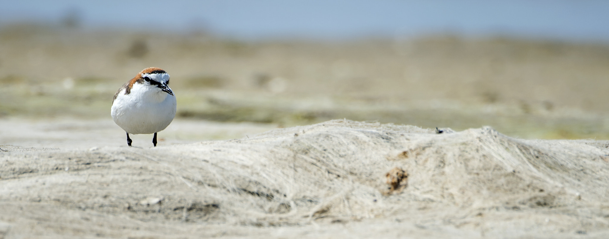 Nikon D4 sample photo. Seabird c red plover photography