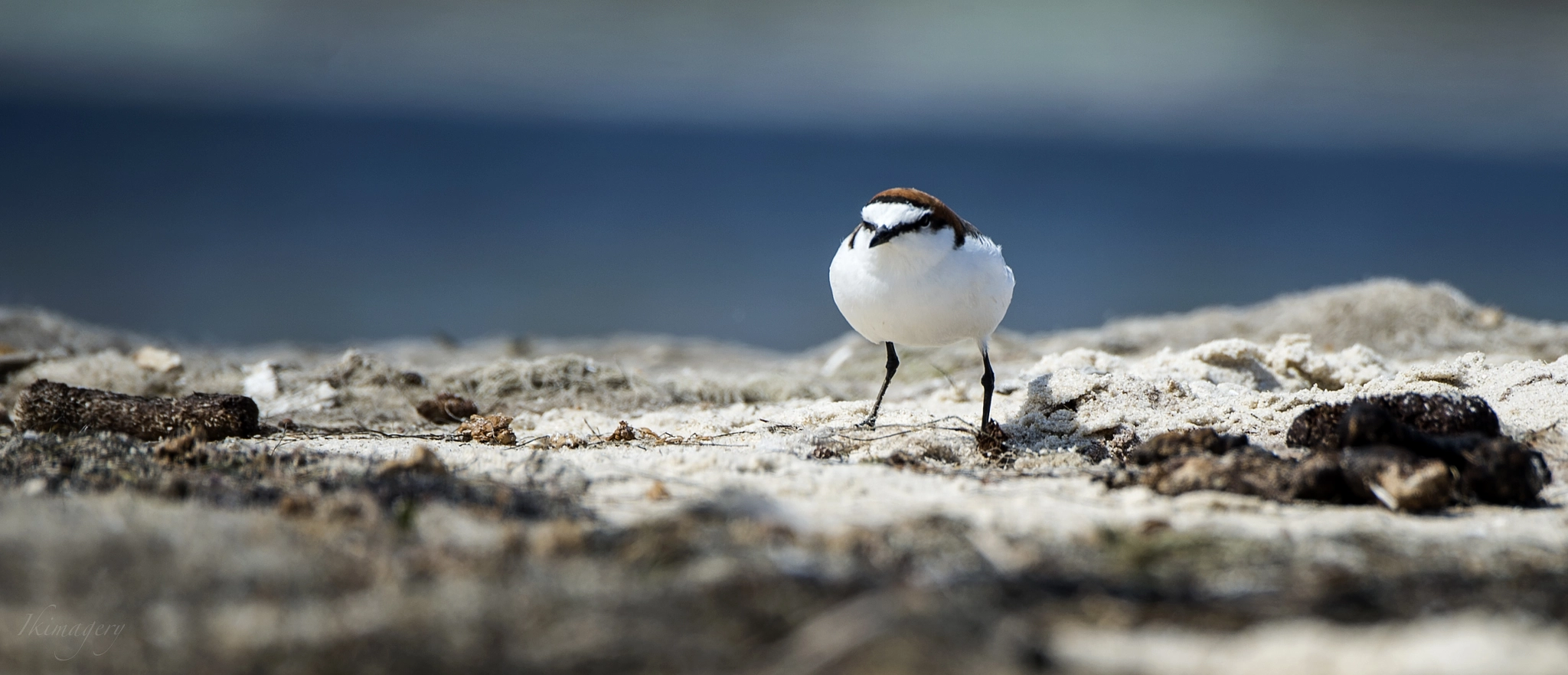 Nikon D4 sample photo. Seabird red plover photography
