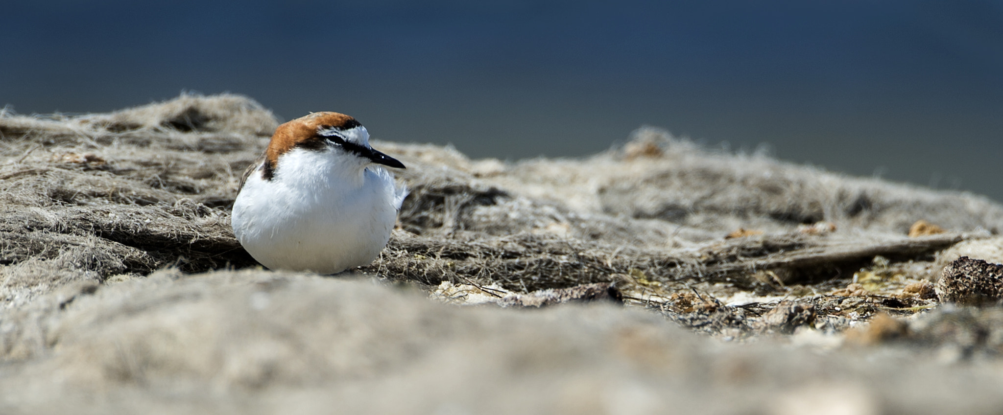 Nikon D4 sample photo. Seabird red plover photography