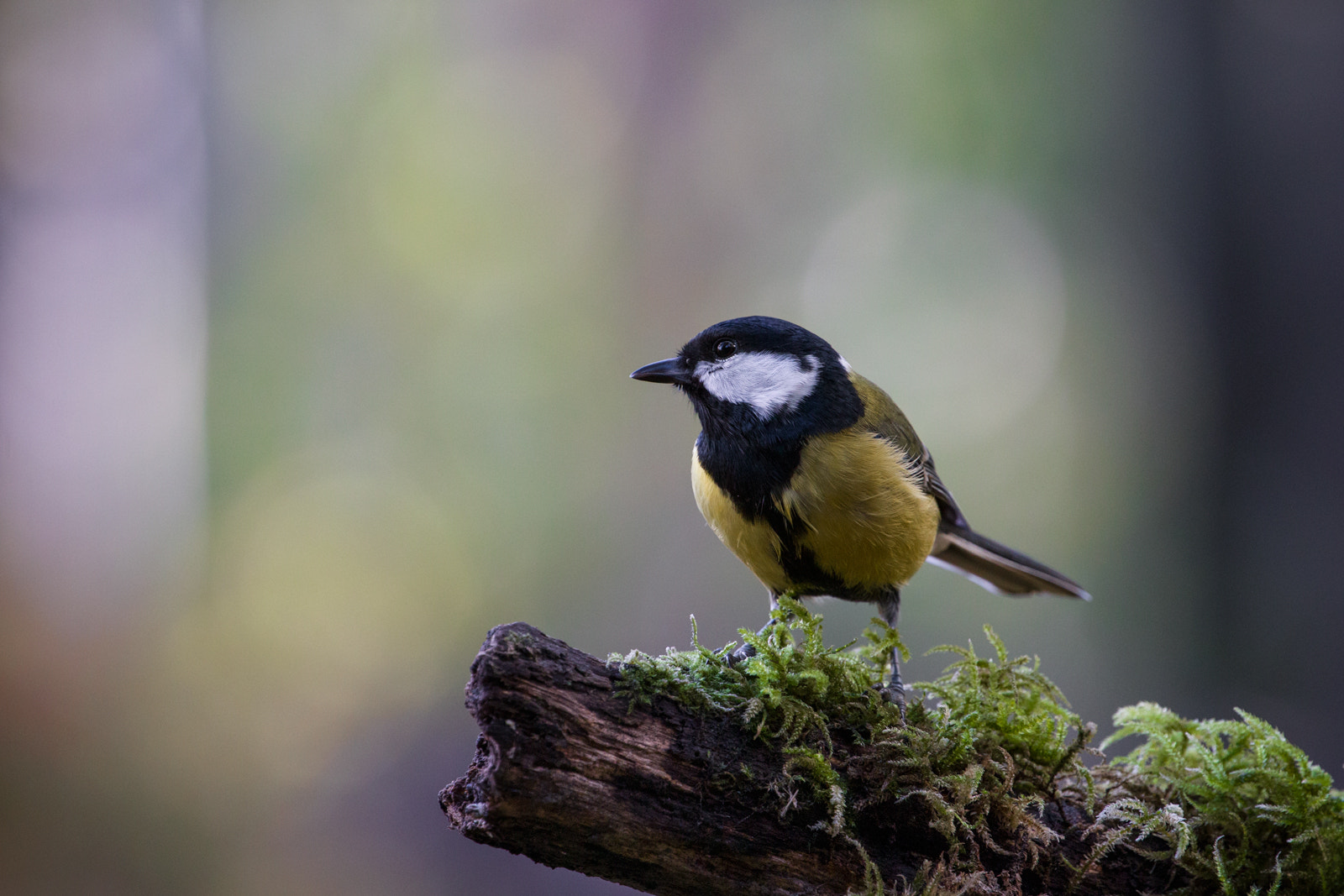 Canon EF 70-200mm F4L USM sample photo. Parus major photography