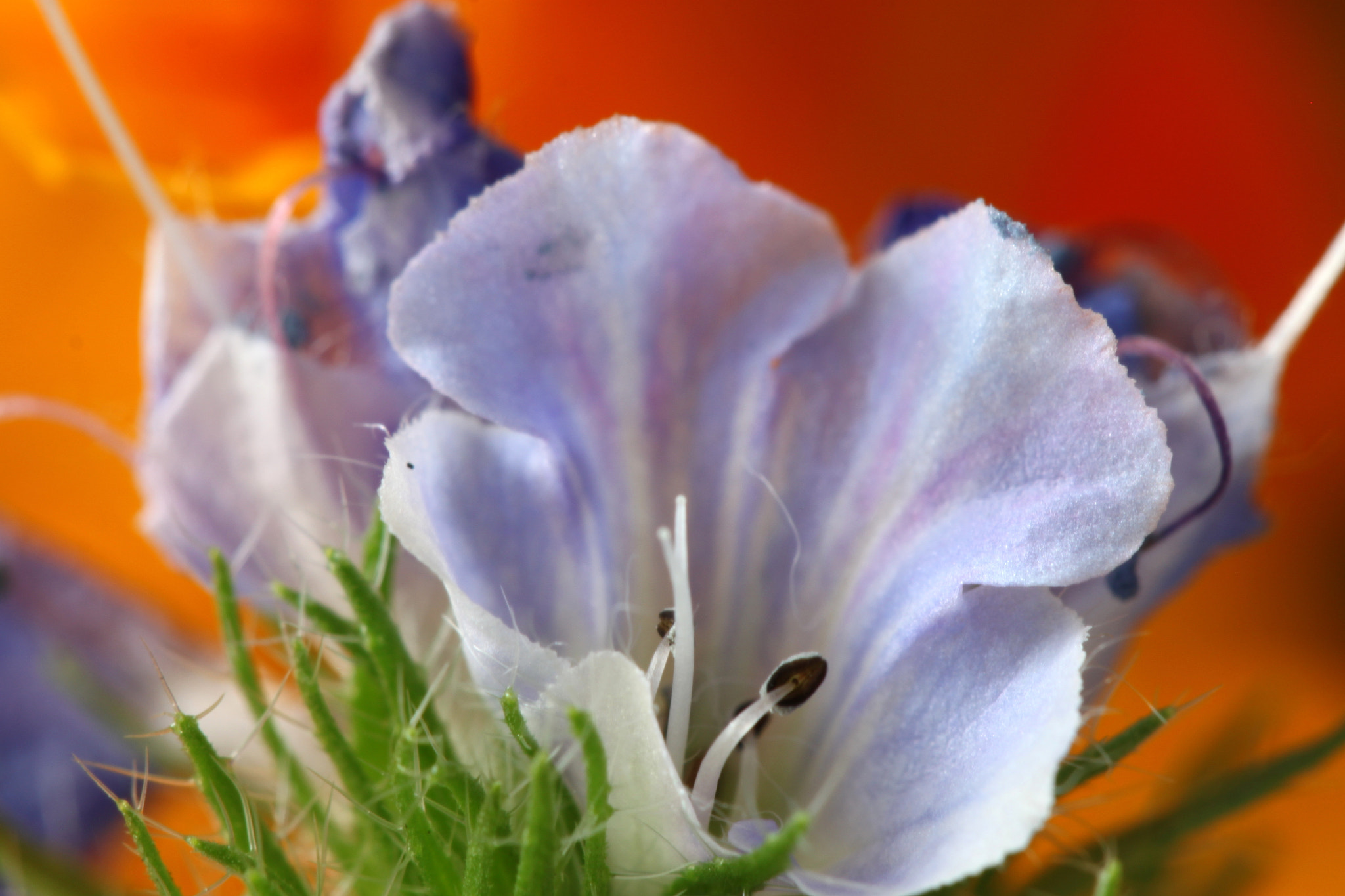Canon EF 100mm F2.8 Macro USM sample photo. Img photography