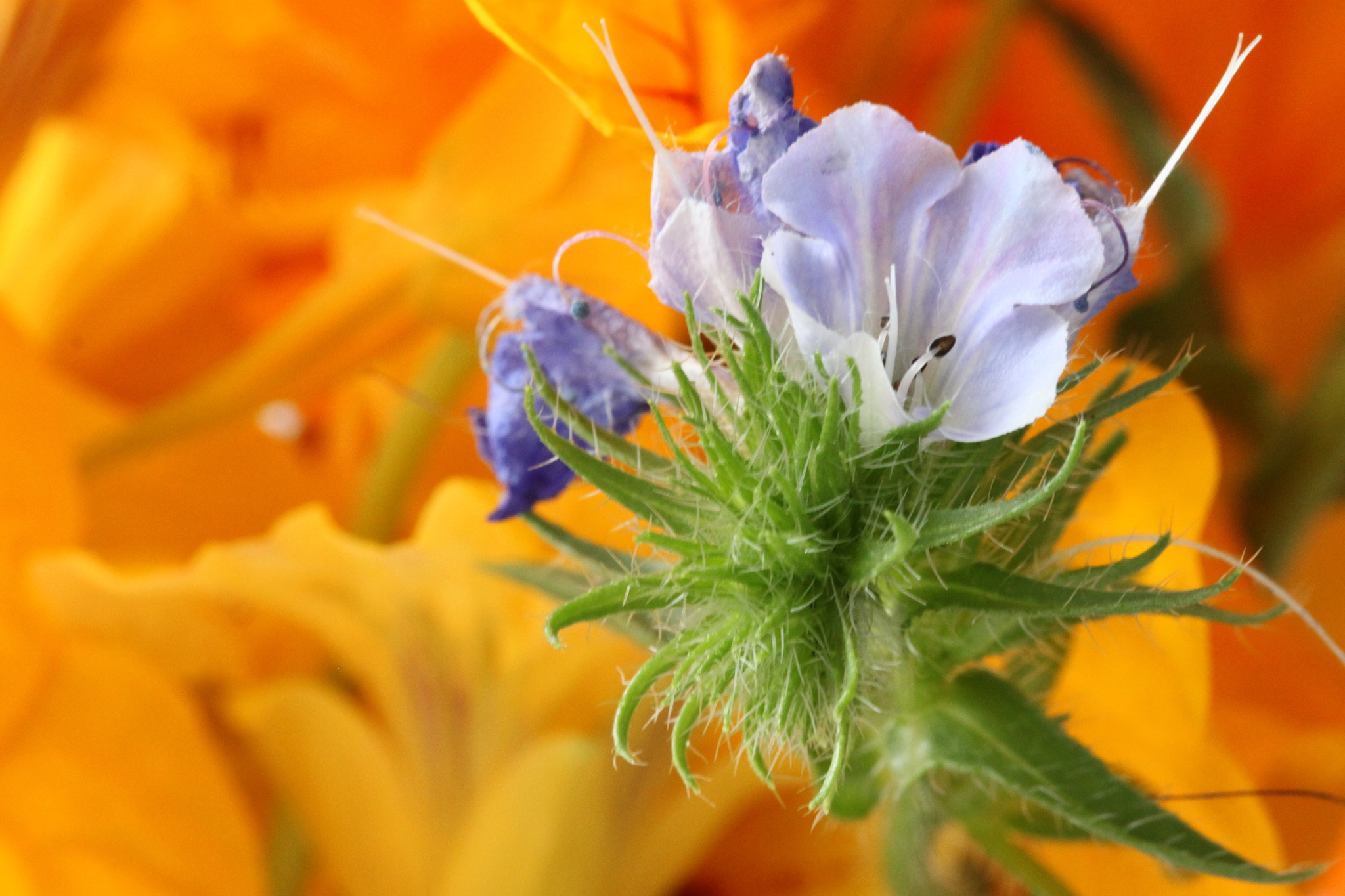 Canon EF 100mm F2.8 Macro USM sample photo. Img photography