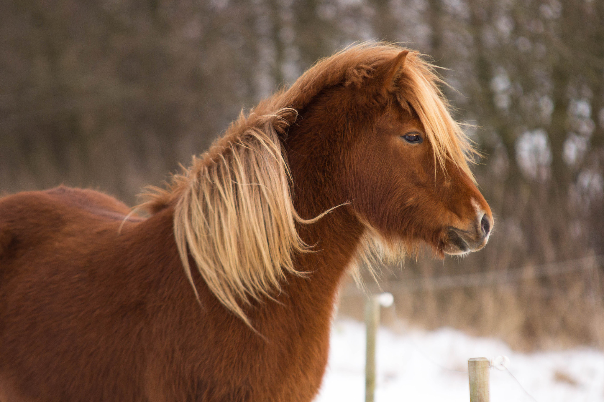 Canon EOS 60D + Sigma 70-200mm F2.8 EX DG OS HSM sample photo. Kára fra canada photography