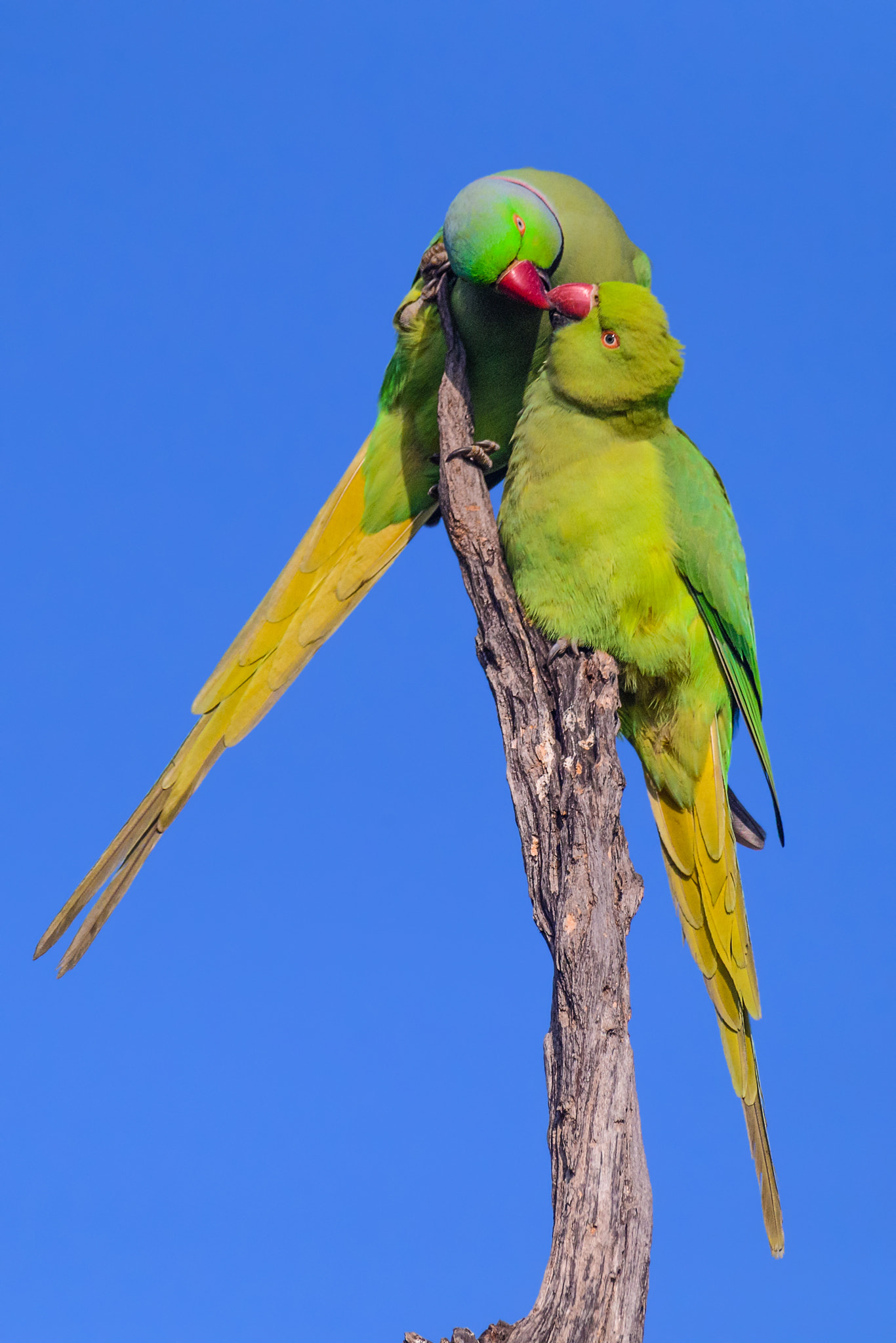 Nikon AF-S Nikkor 800mm F5.6E FL ED VR sample photo. Love photography