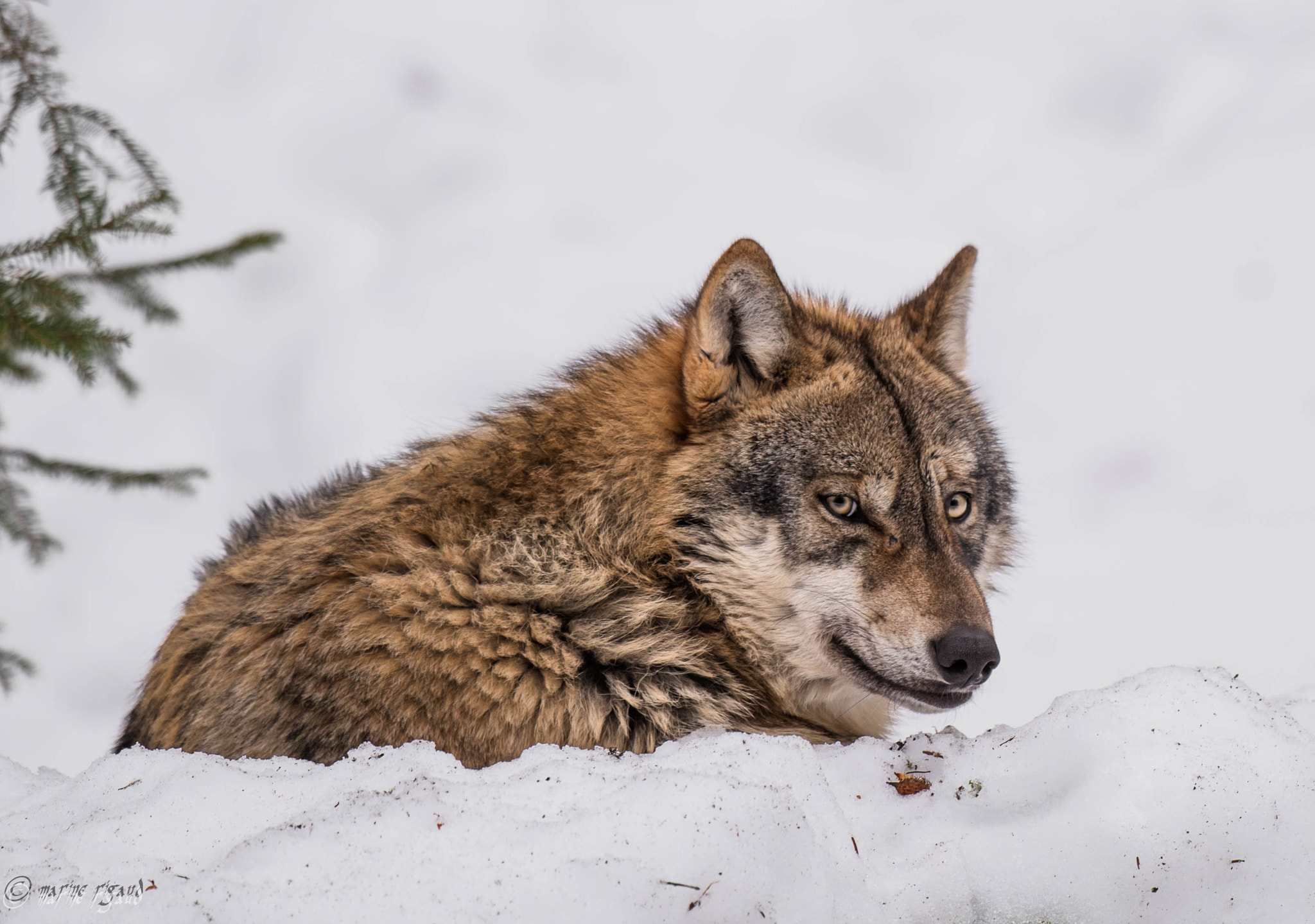 Nikon D750 + Nikon AF-S Nikkor 500mm F4G ED VR sample photo. Dsc photography