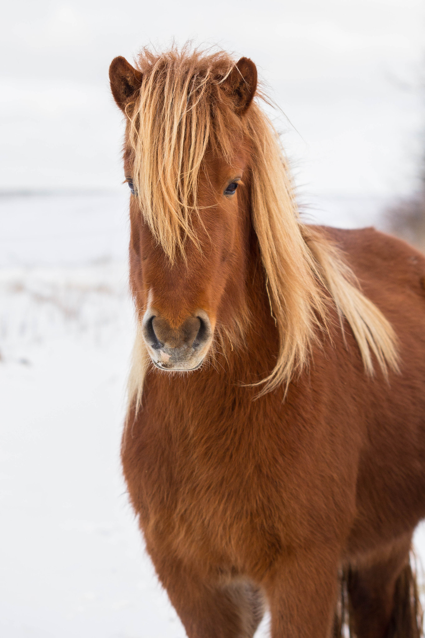 Sigma 70-200mm F2.8 EX DG OS HSM sample photo. Kára fra canada photography