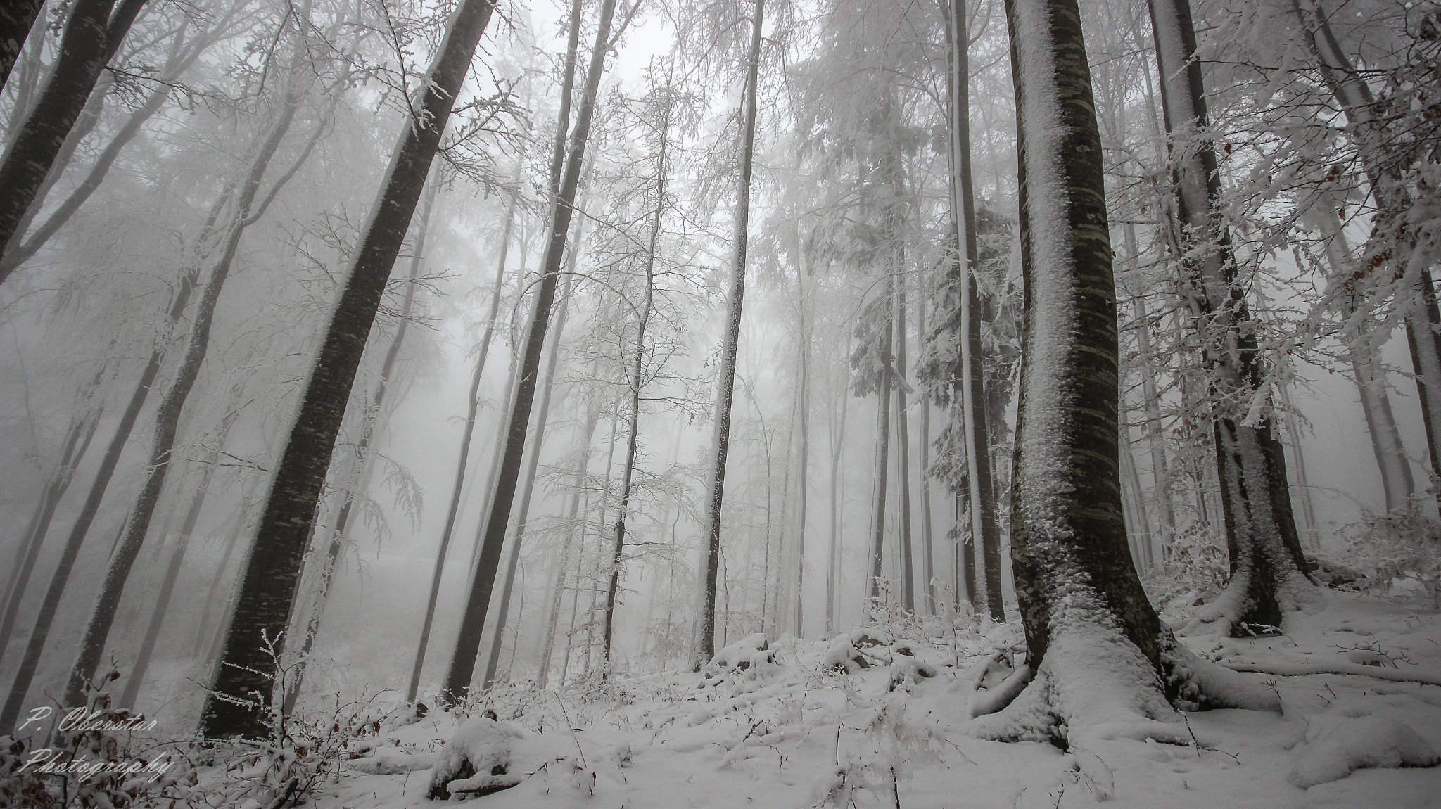Canon EOS 600D (Rebel EOS T3i / EOS Kiss X5) + Sigma 10-20mm F4-5.6 EX DC HSM sample photo. Grey day in forest. photography