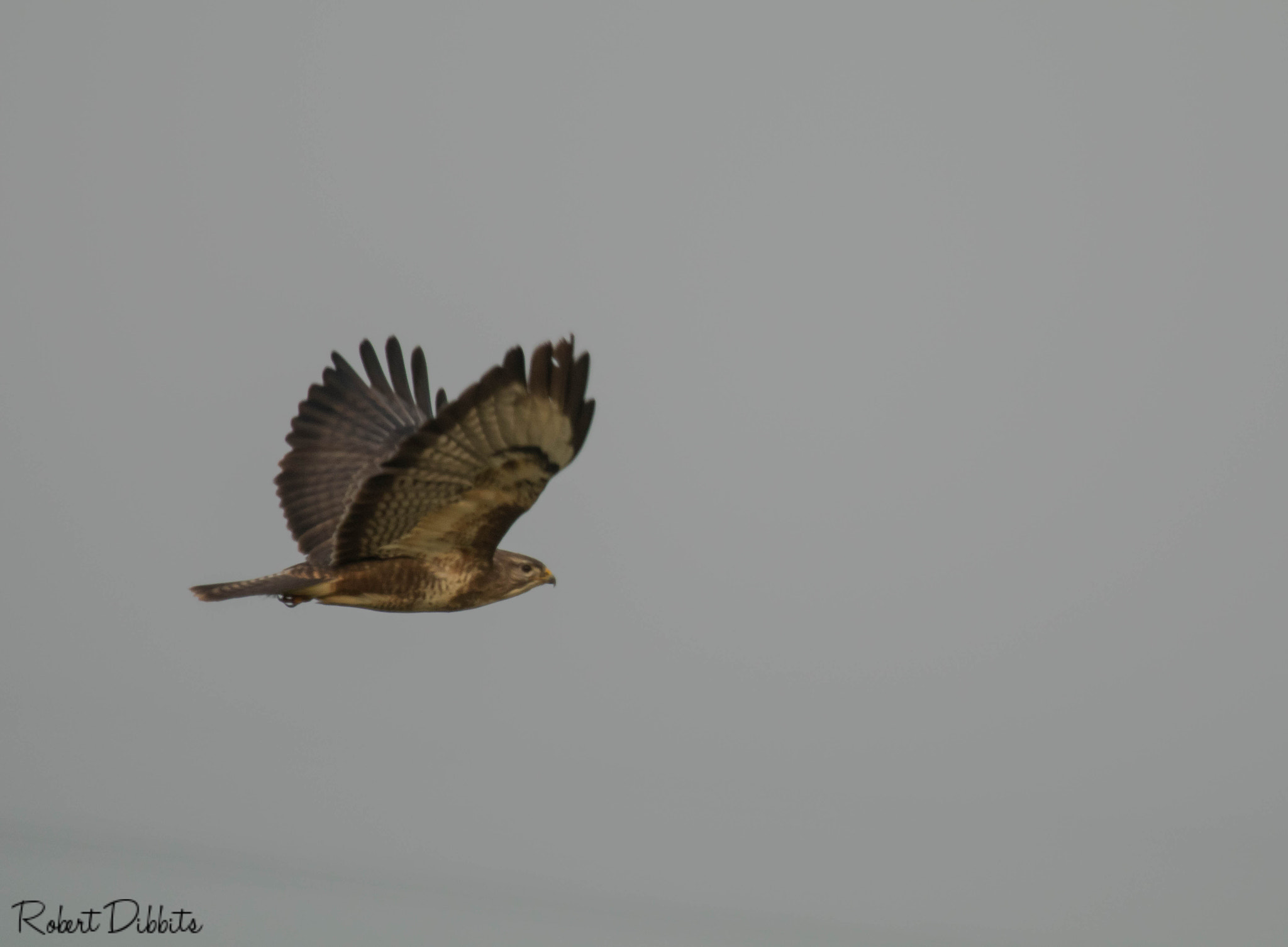 Canon EF 100-400mm F4.5-5.6L IS USM sample photo. Bussard photography