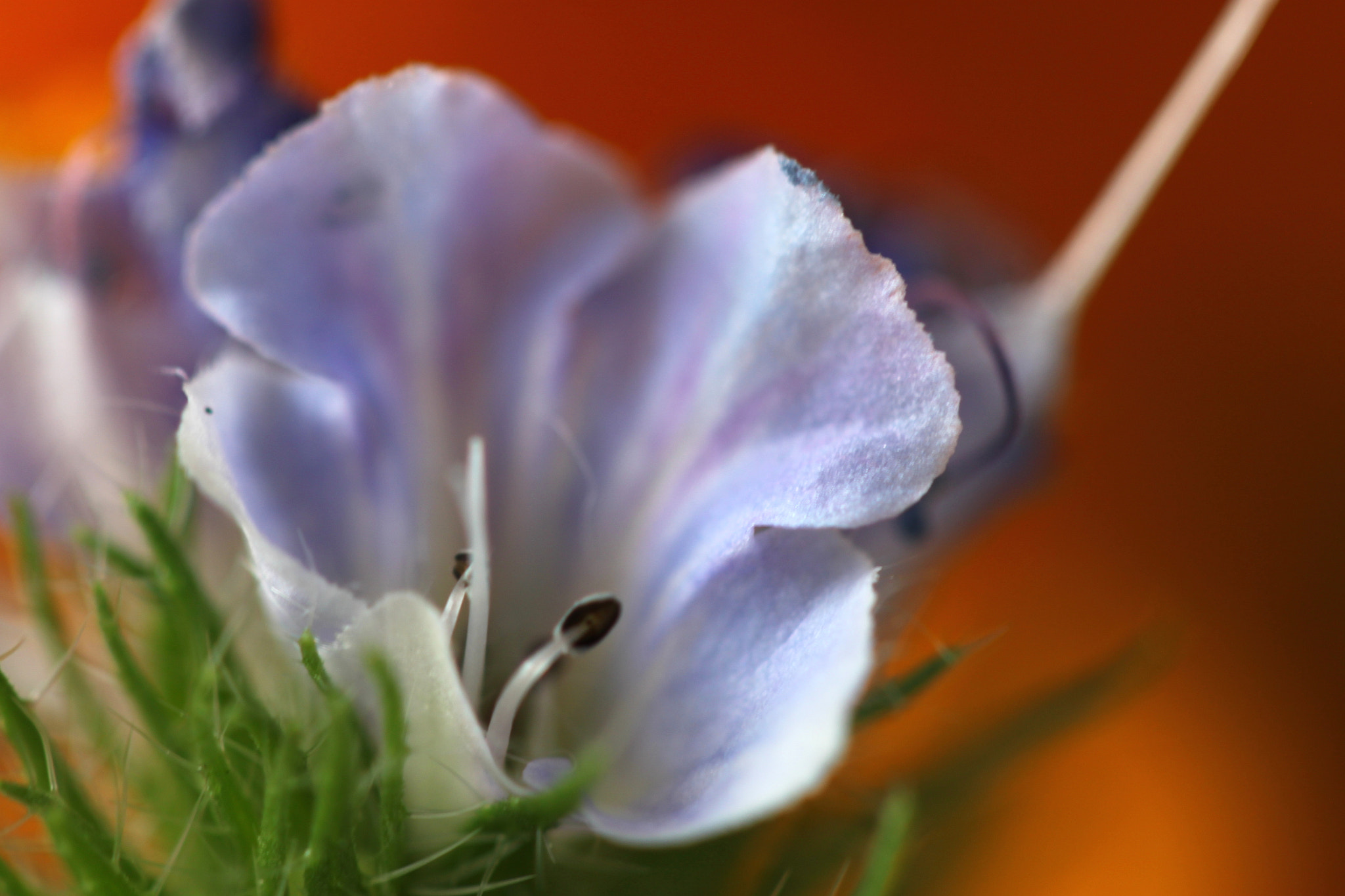 Canon EF 100mm F2.8 Macro USM sample photo. Img photography
