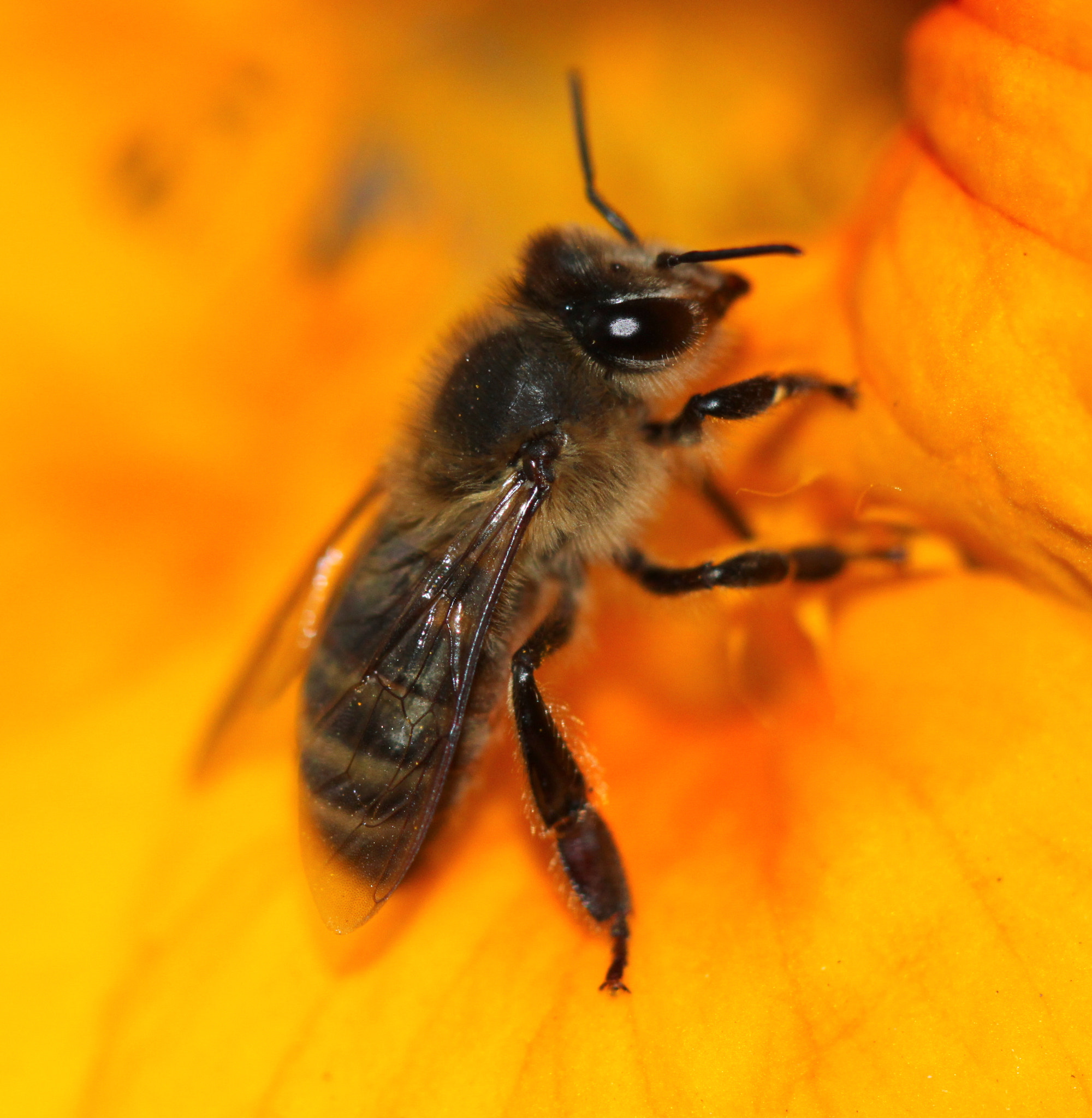 Canon EF 100mm F2.8 Macro USM sample photo. Img photography
