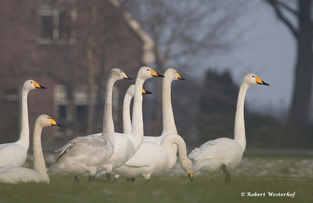 150-600mm F5-6.3 DG OS HSM | Sports 014 sample photo. Wilde zwanen / whooper swan photography